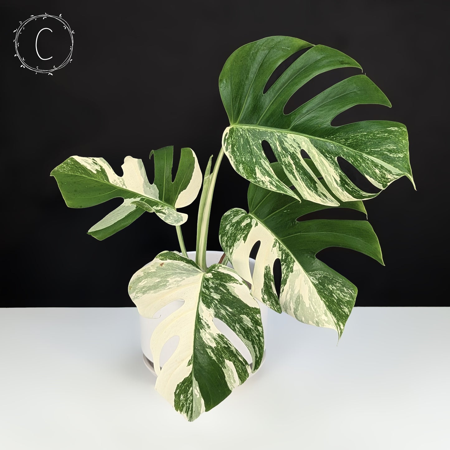Monstera Albo Borsigiana