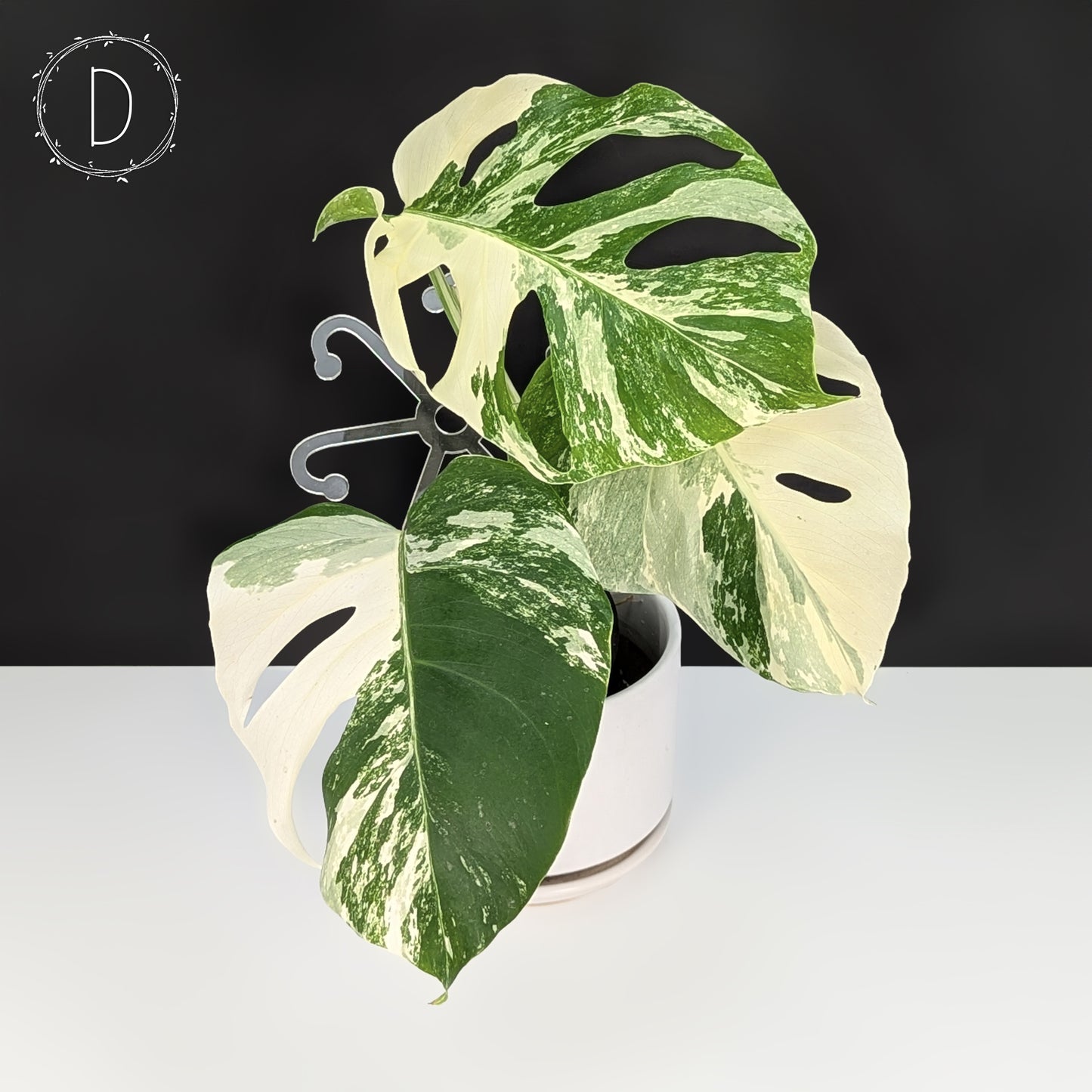Monstera Albo Borsigiana