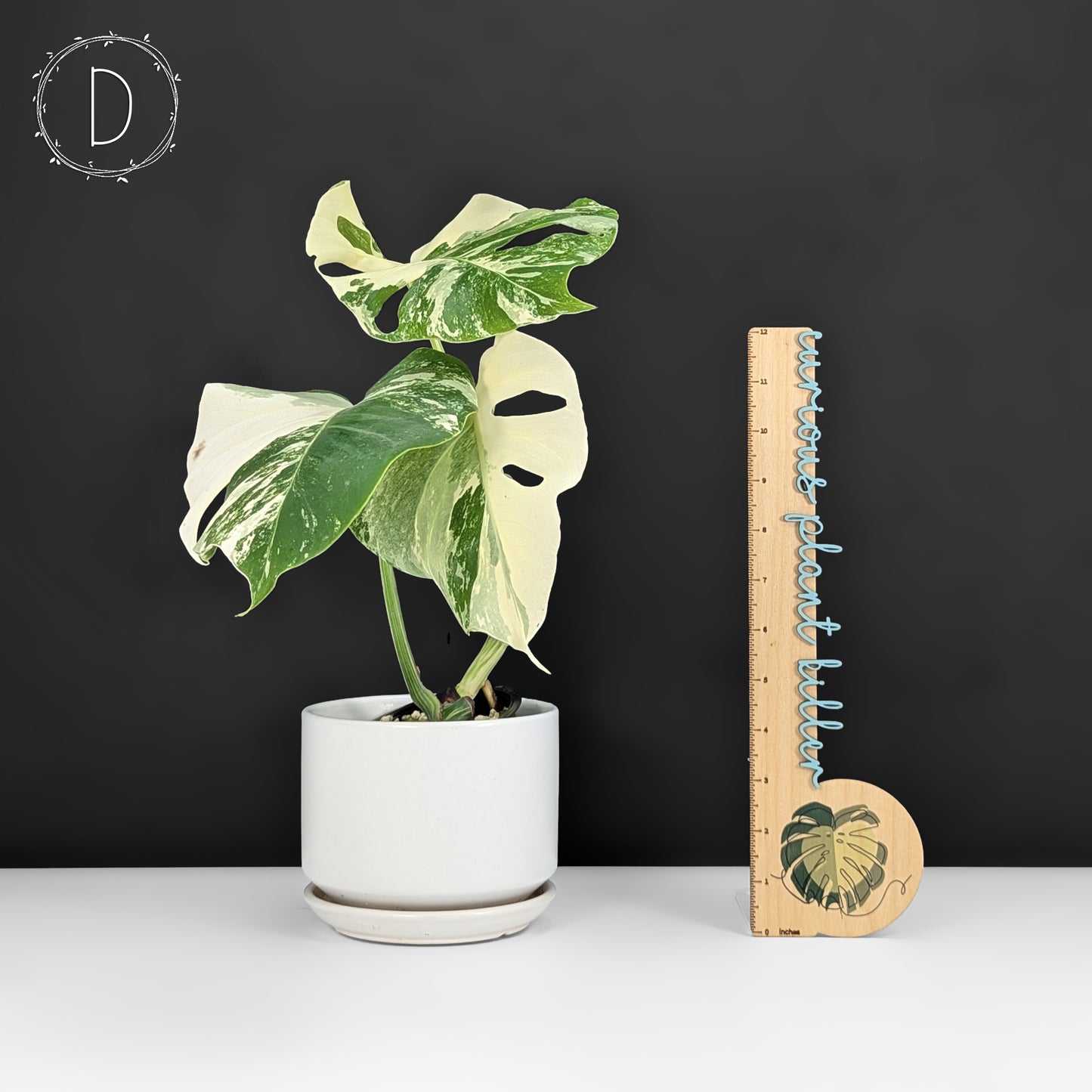 Monstera Albo Borsigiana