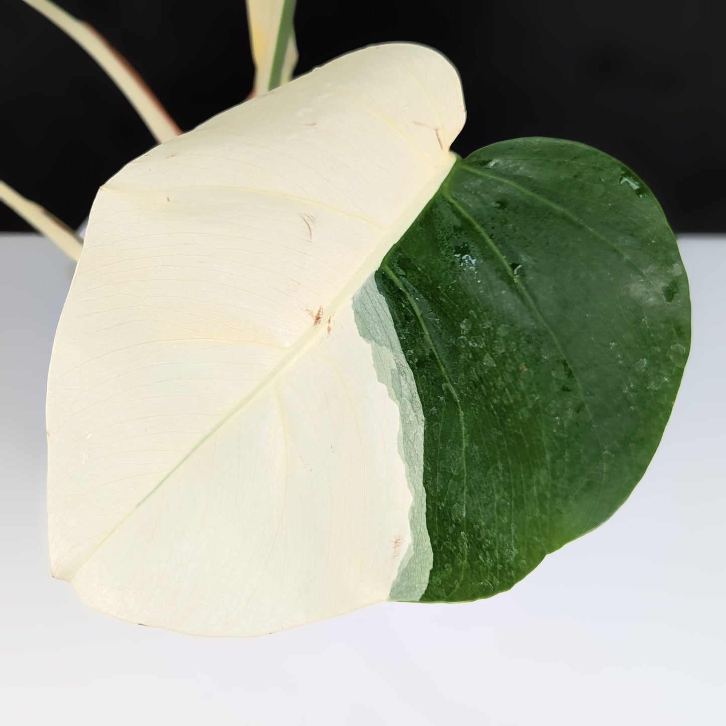 Monstera Albo Borsigiana (Sectoral)