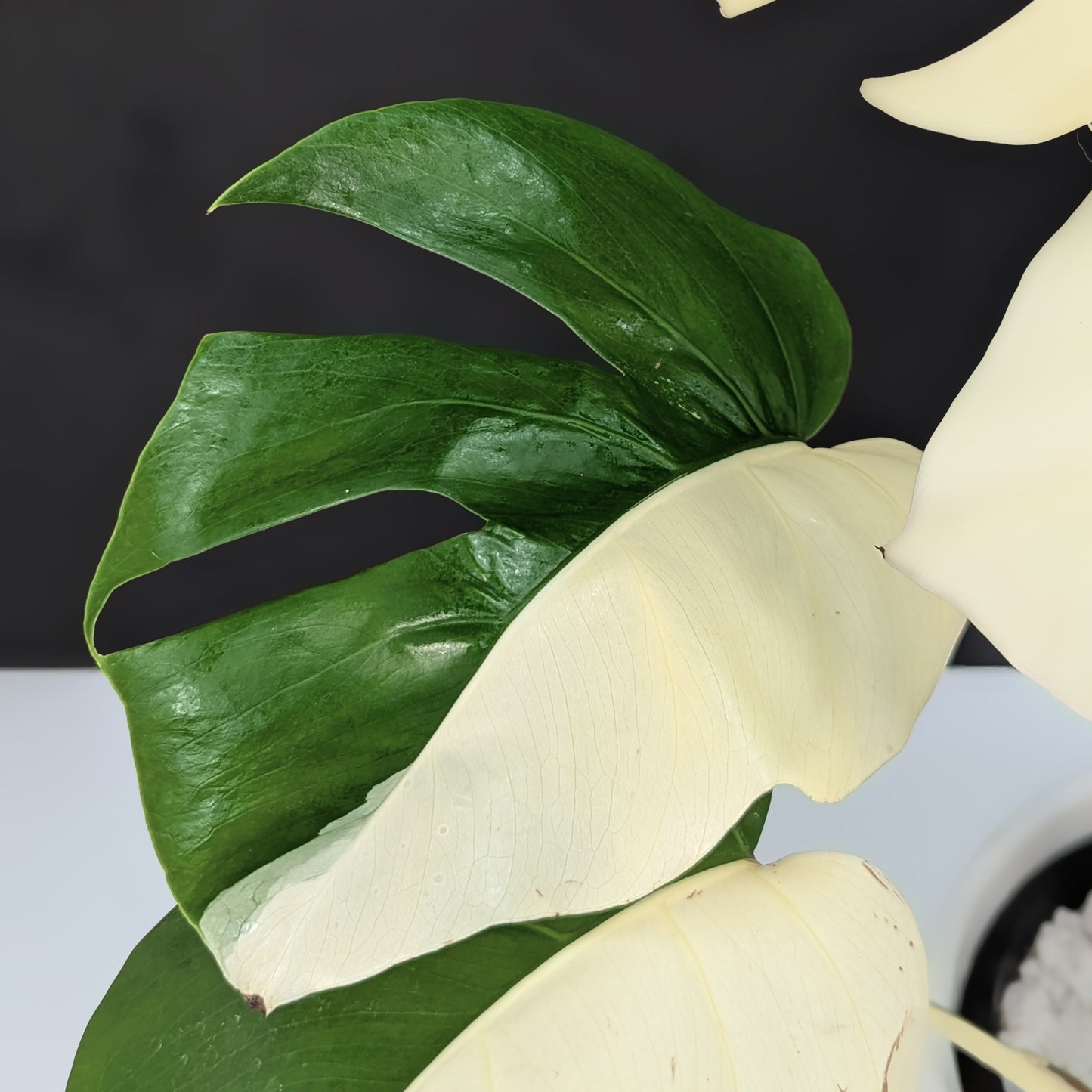 Monstera Albo Borsigiana (Sectoral)