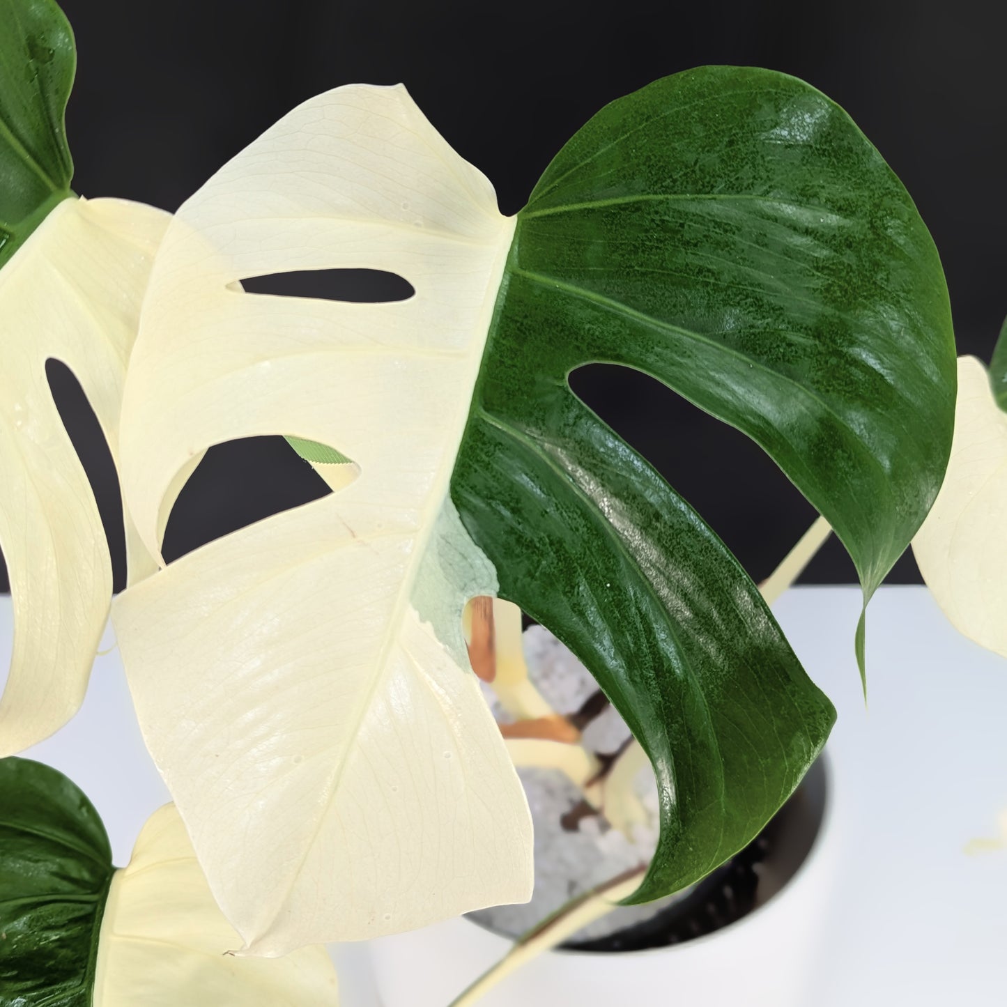 Monstera Albo Borsigiana (Sectoral)