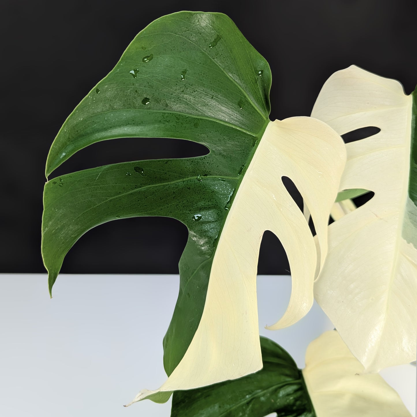 Monstera Albo Borsigiana (Sectoral)