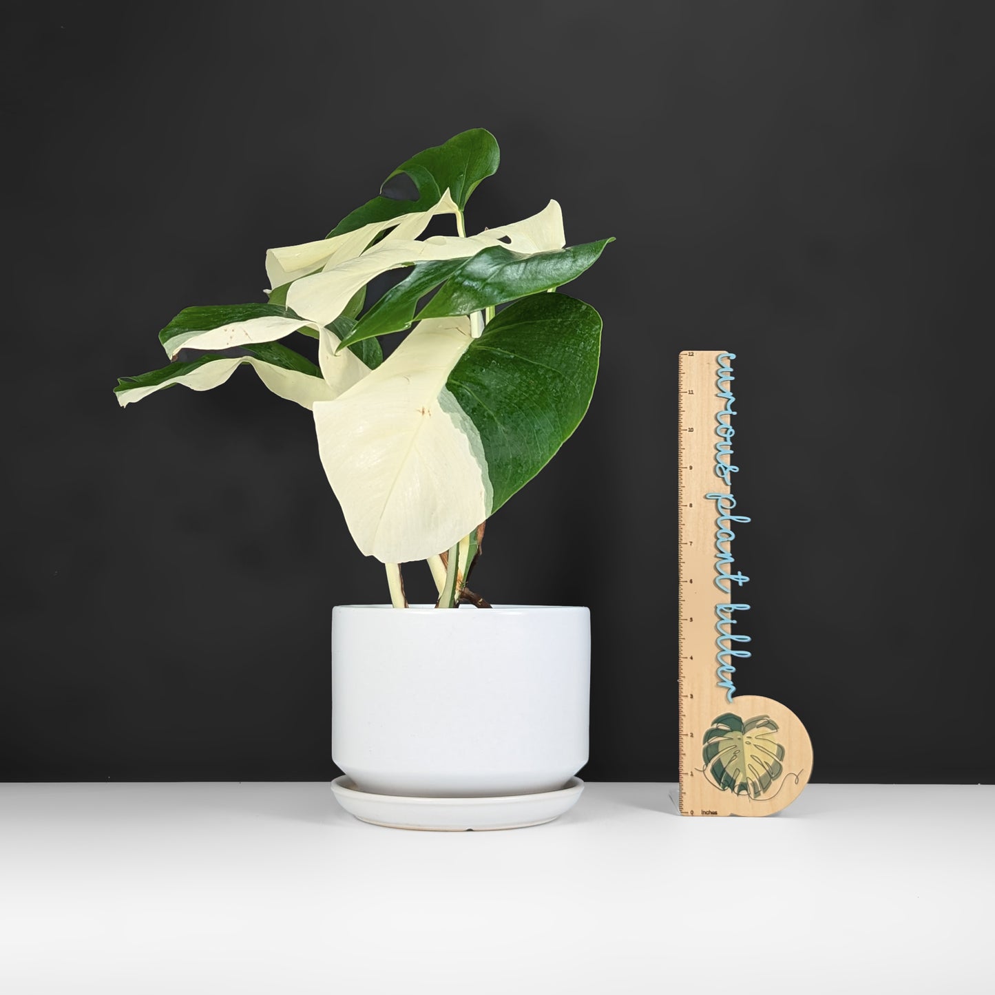 Monstera Albo Borsigiana (Sectoral)