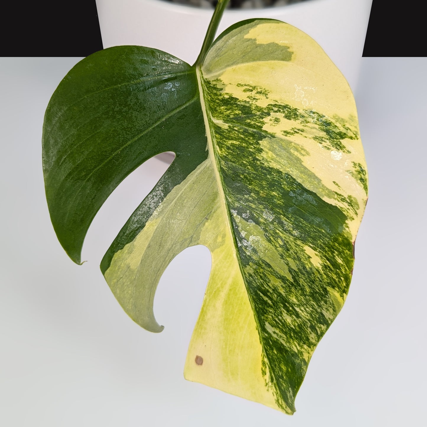 Monstera Aurea (Marmorata)