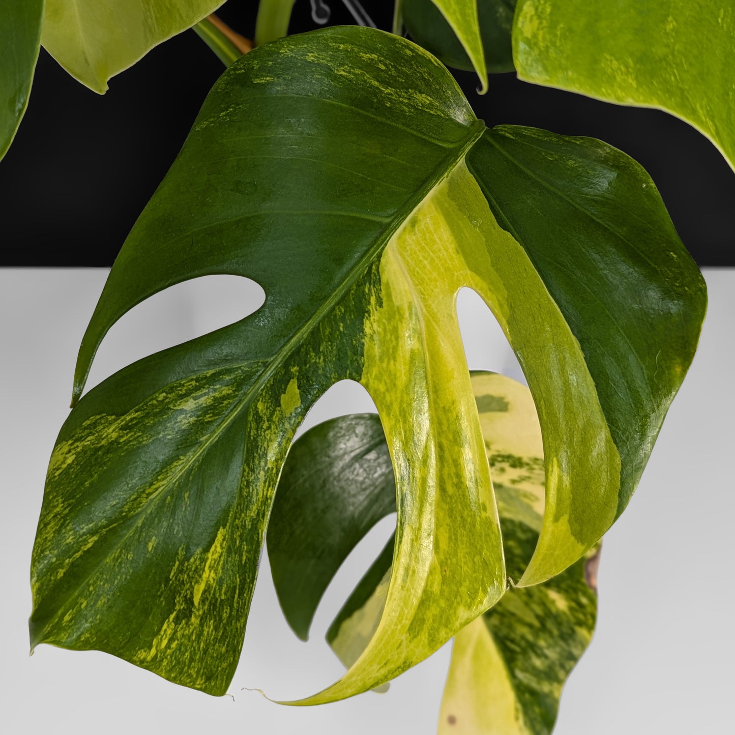Monstera Aurea (Marmorata)