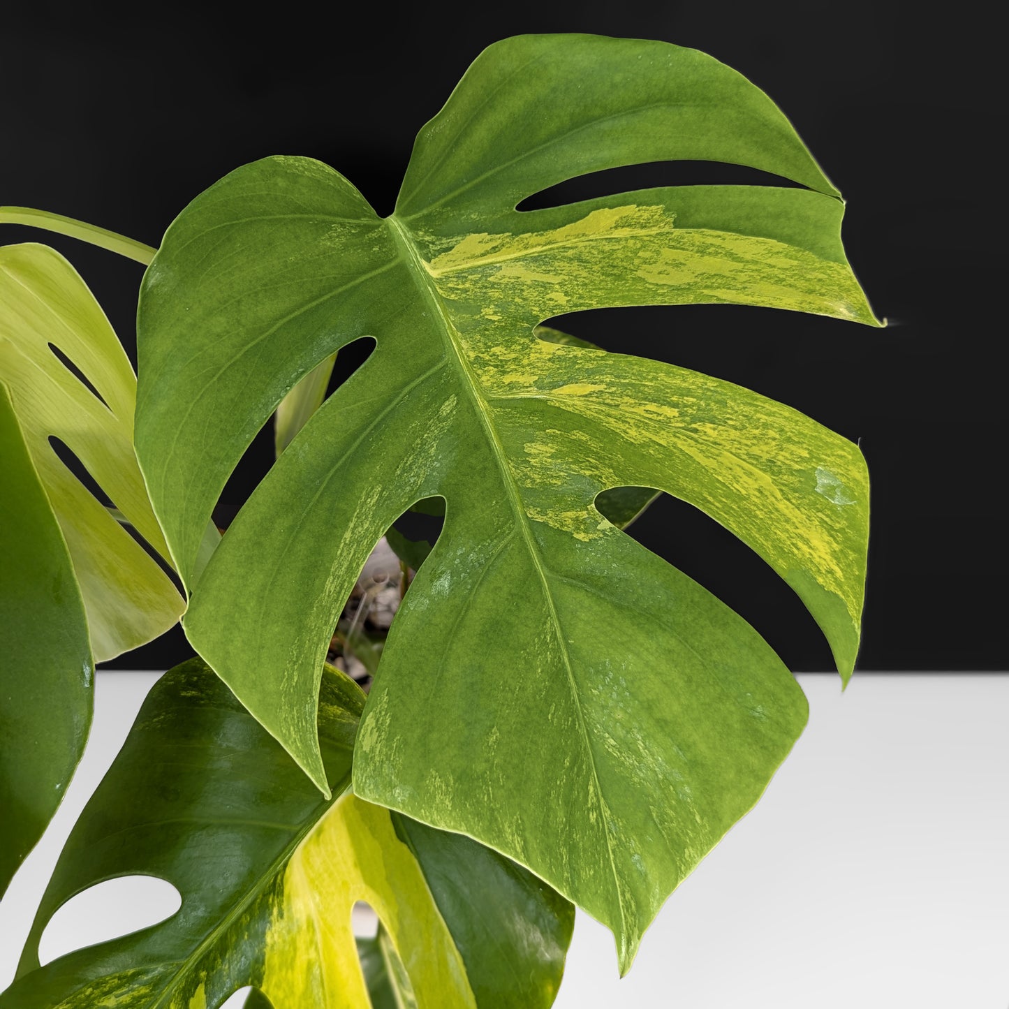 Monstera Aurea (Marmorata)