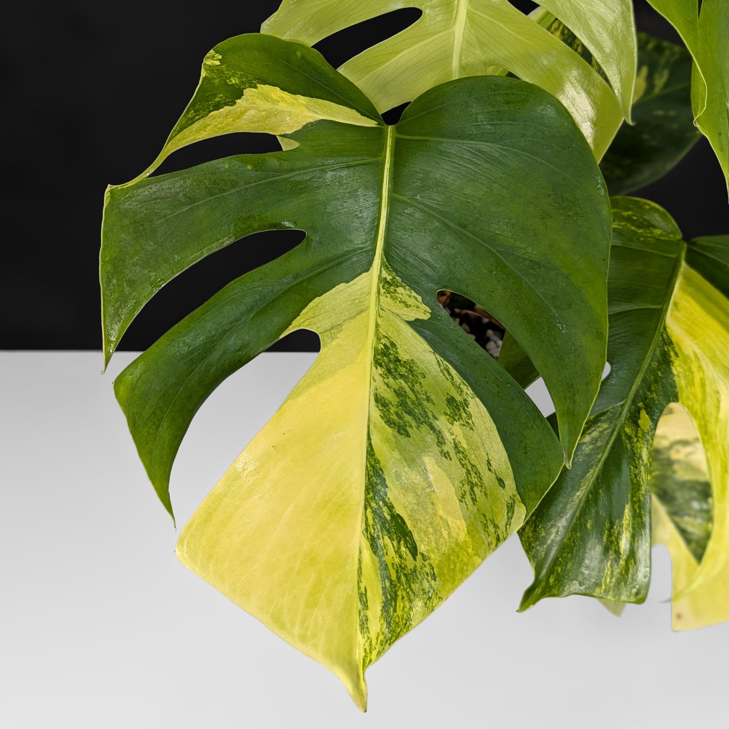Monstera Aurea (Marmorata)