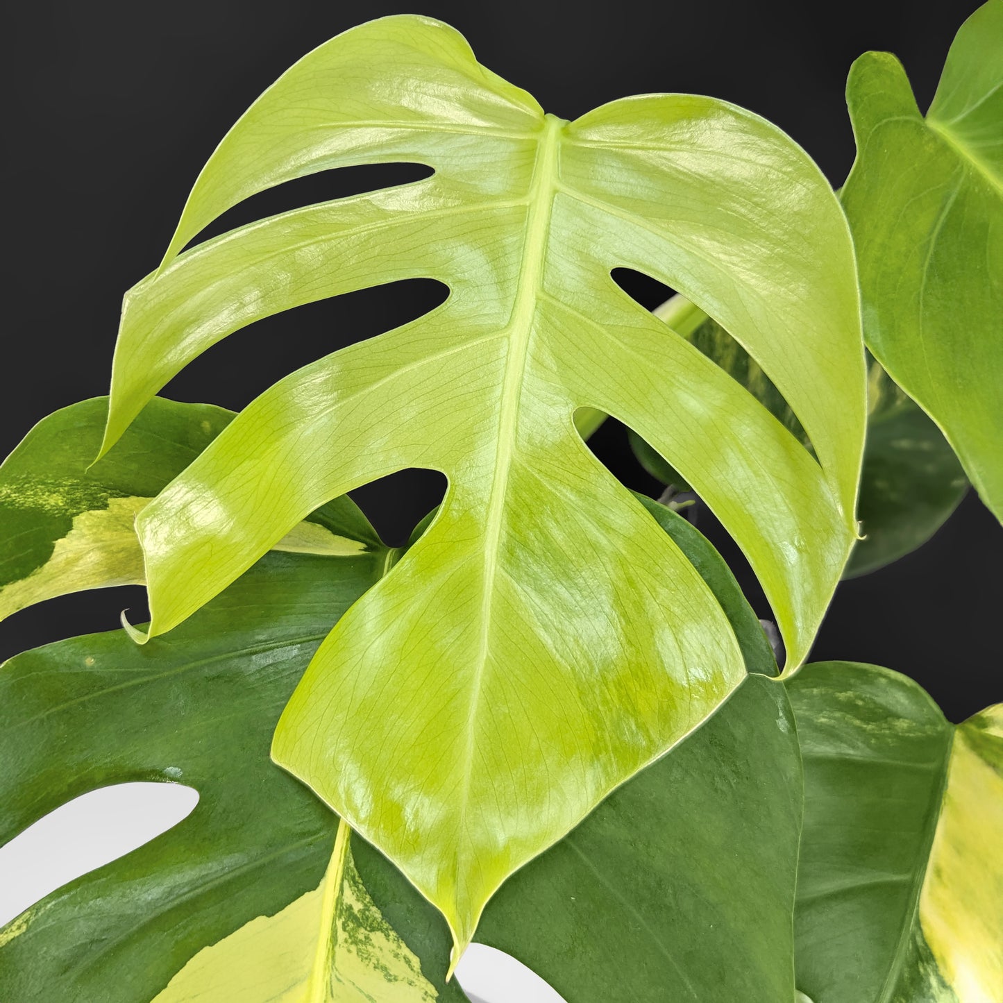 Monstera Aurea (Marmorata)