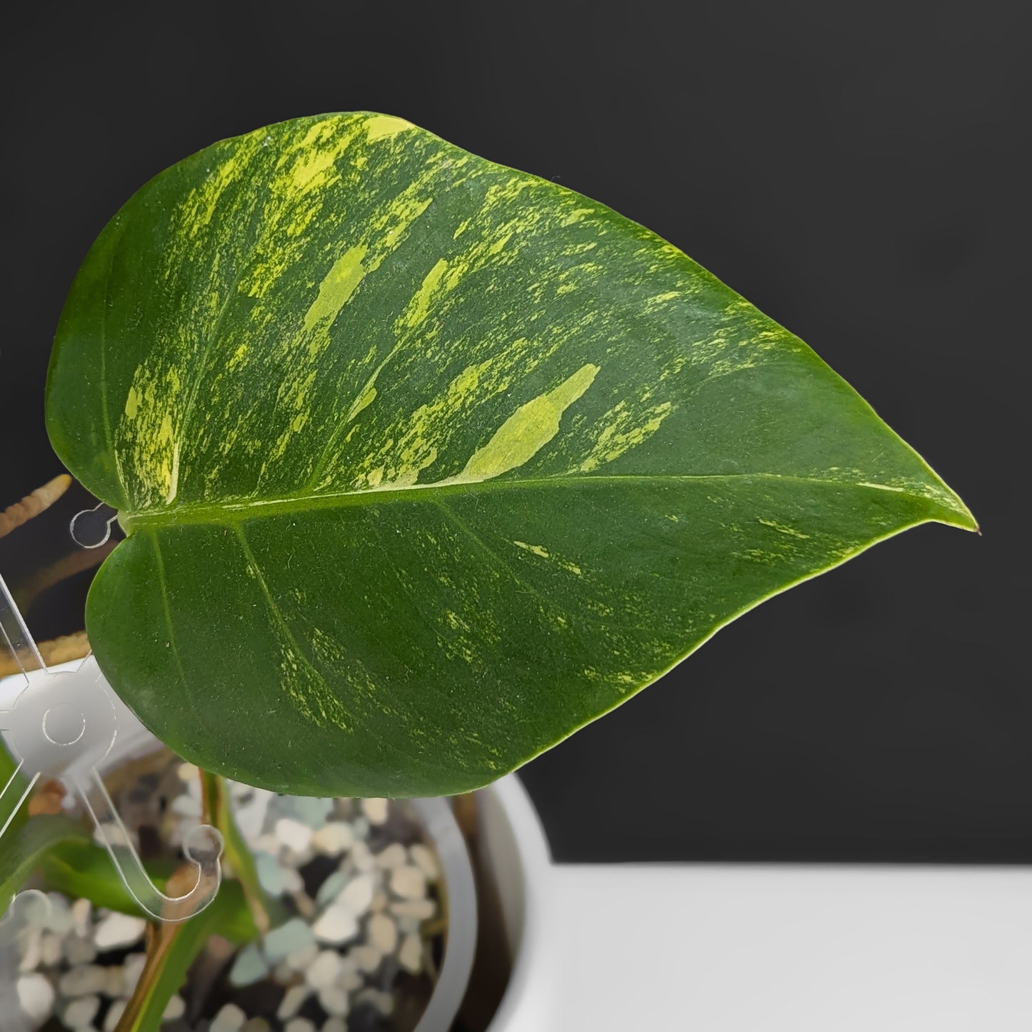 Monstera Aurea (Marmorata)