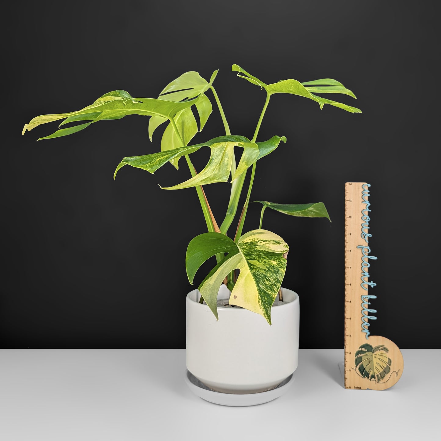 Monstera Aurea (Marmorata)