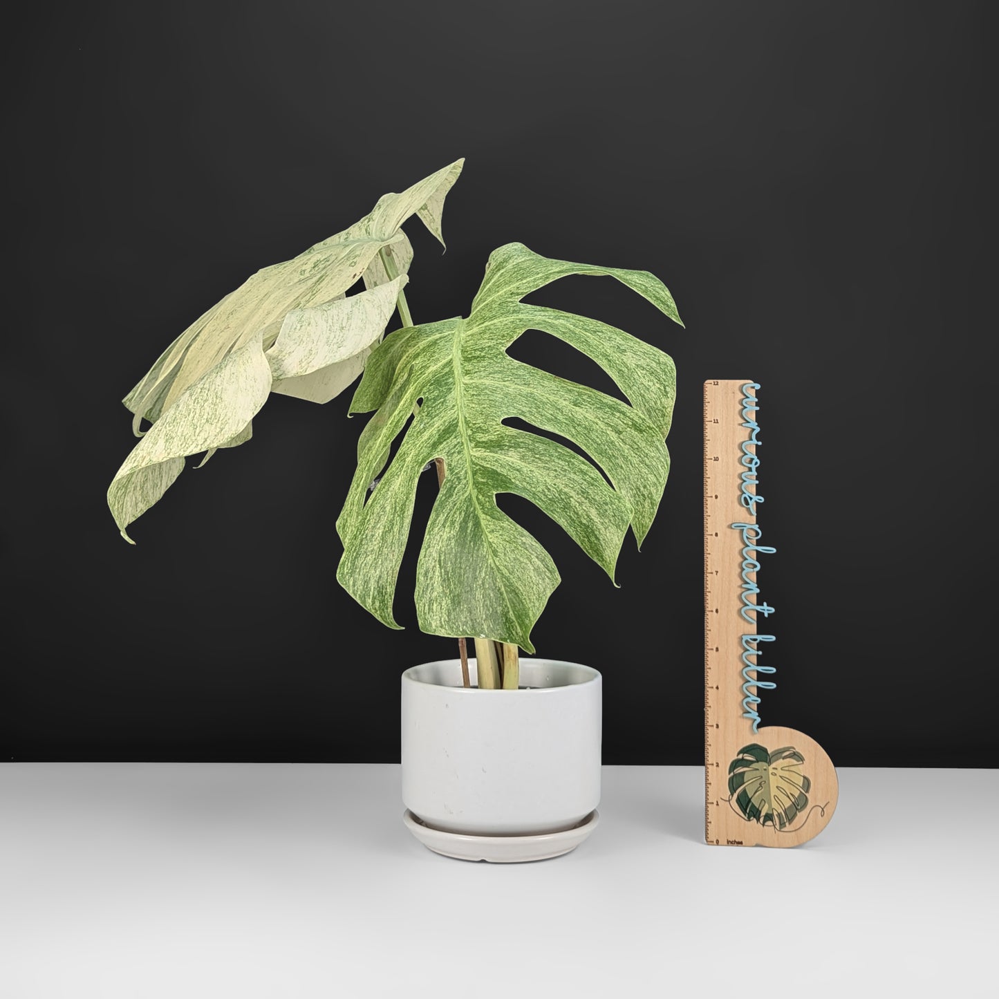 Monstera Full Mint (sin TC)