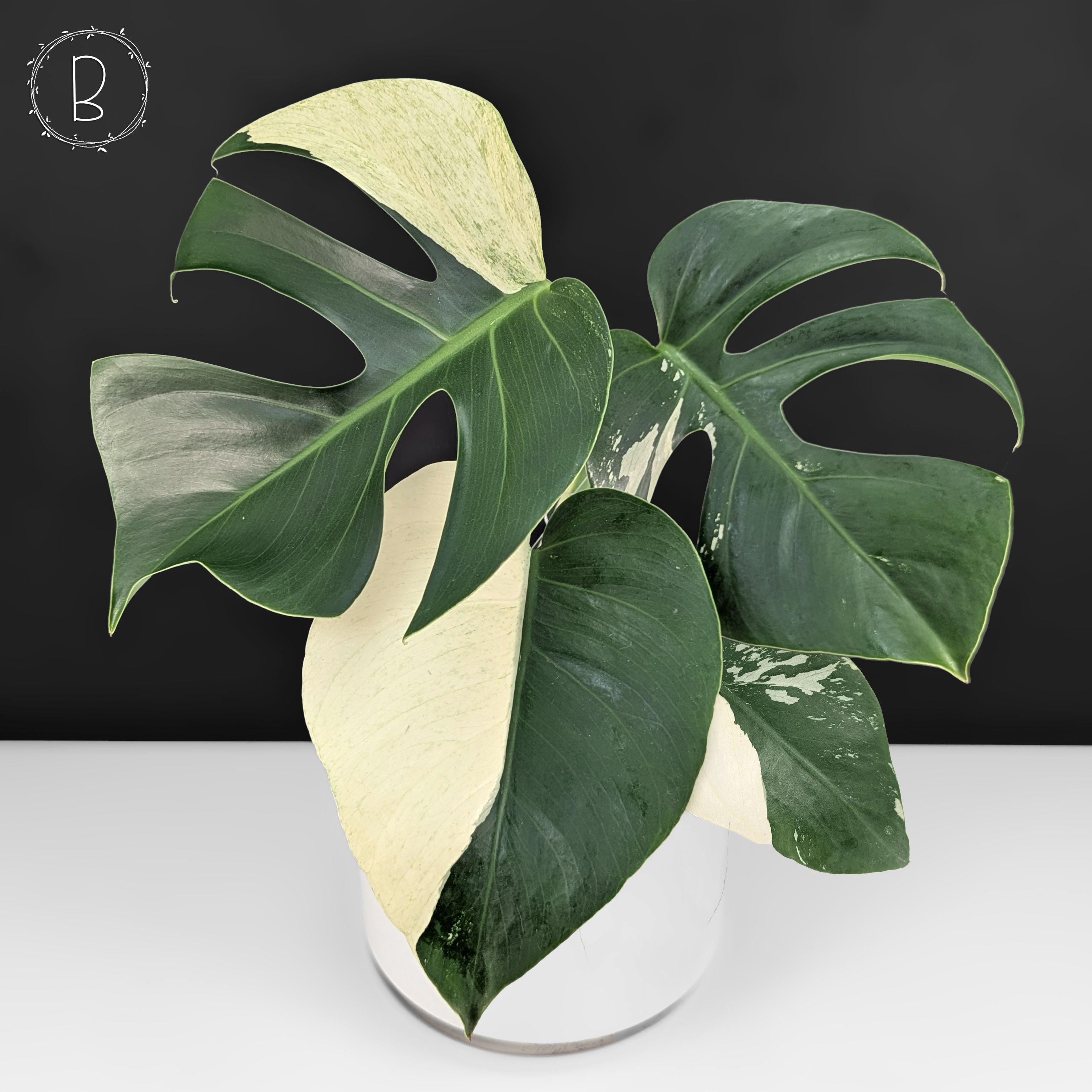 モンステラ・ポトス Monstera Mint \"Green on Green\"A22 Monstera Deliciosa Mint Starter Plant **(ALL Plants Require