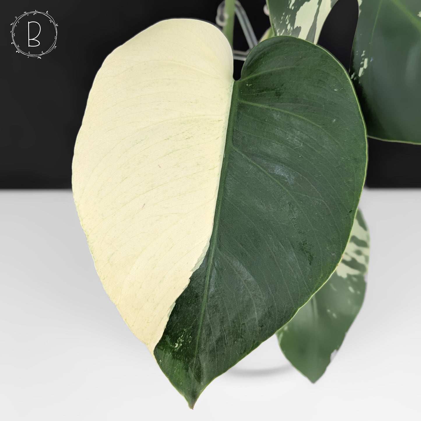 Monstera Jungle Mint (Non-TC)