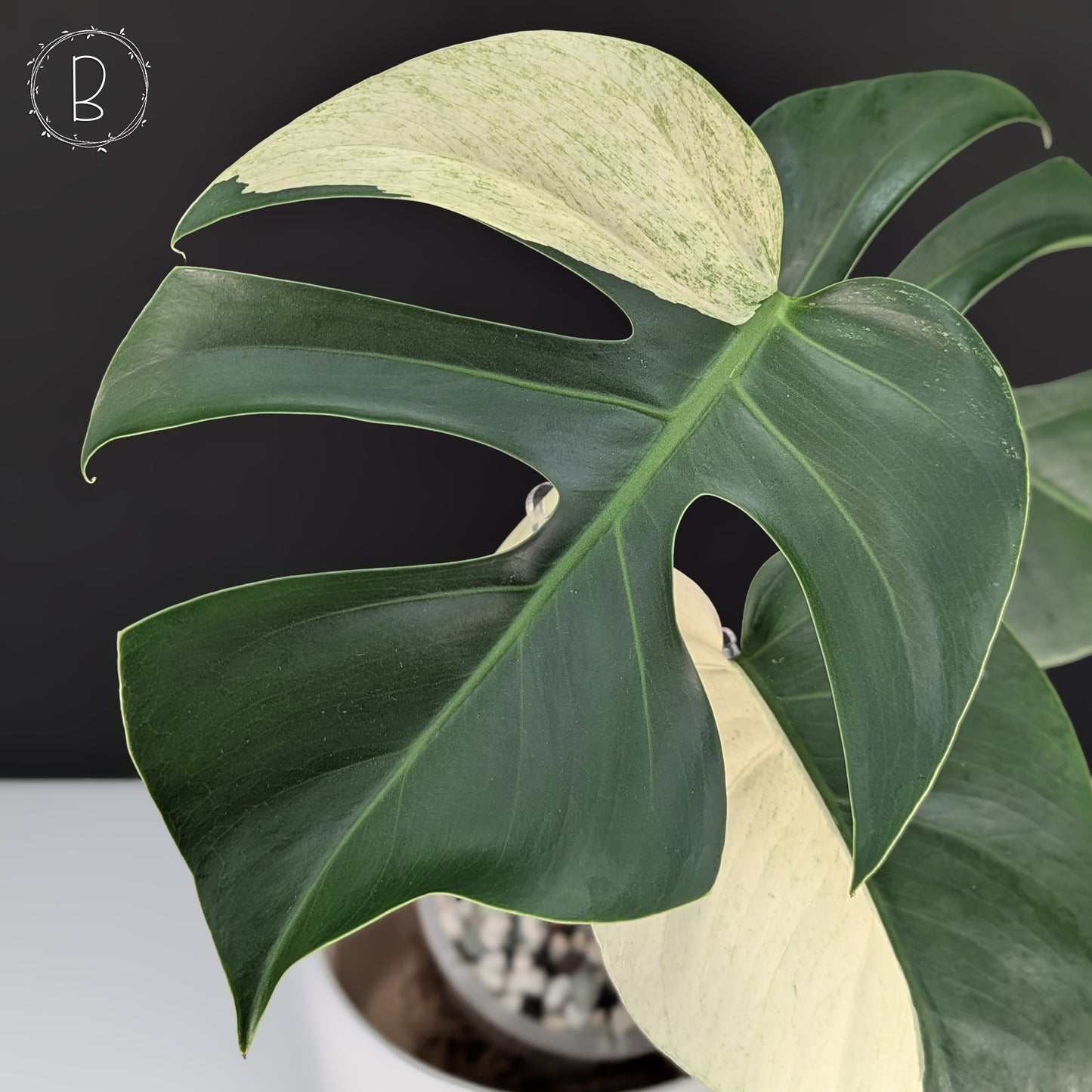 Monstera Jungle Mint (Non-TC)