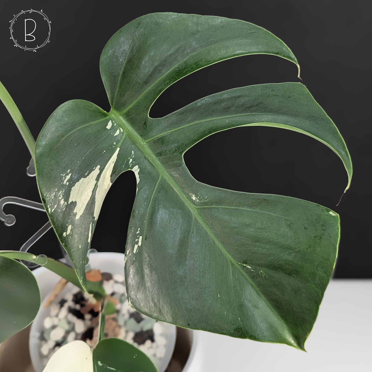 Monstera Jungle Mint (Non-TC)