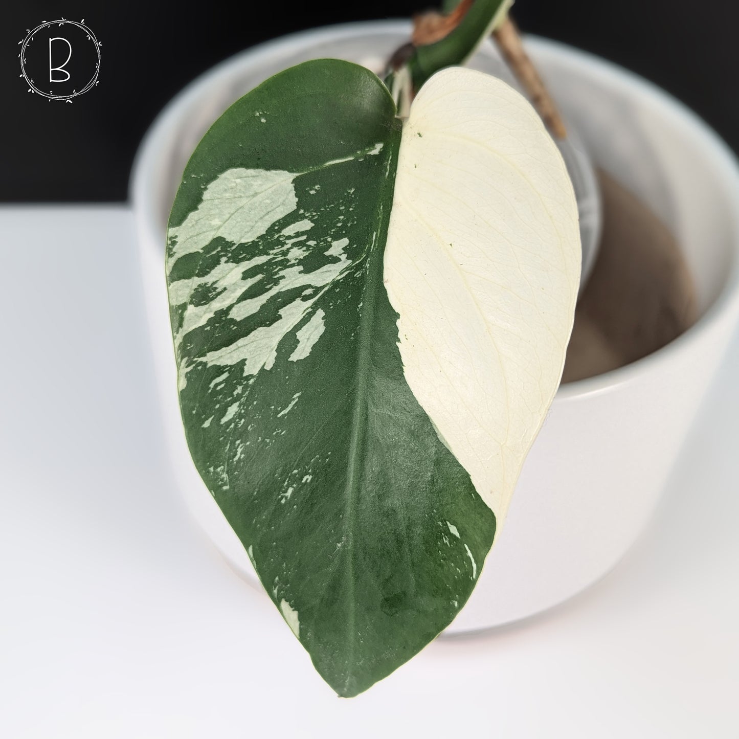 Monstera Jungle Mint (Non-TC)