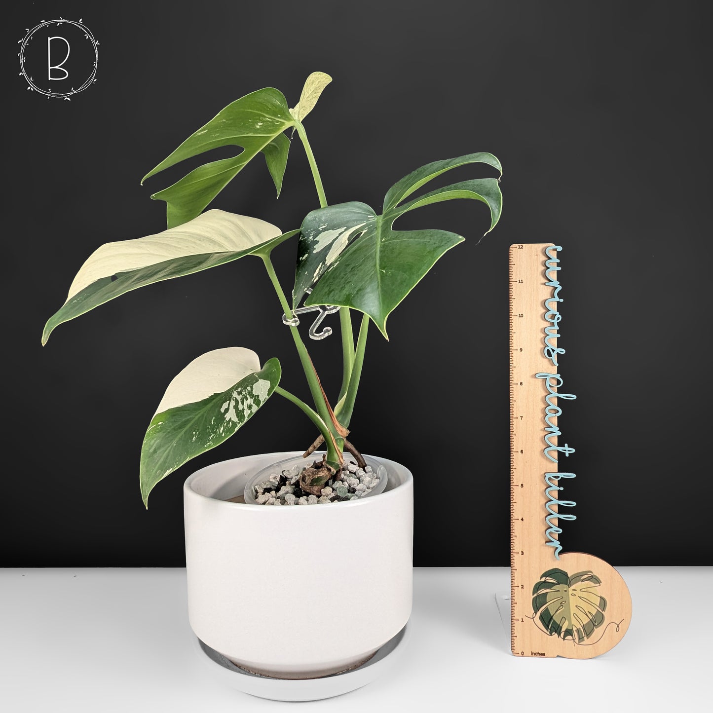 Monstera Jungle Mint (Non-TC)