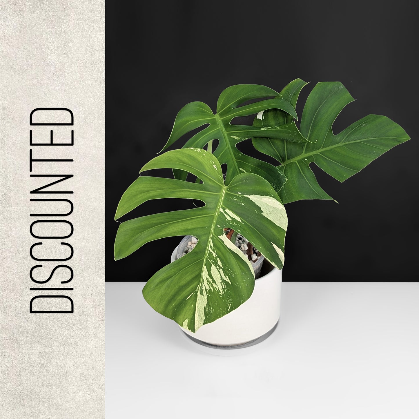 Monstera Jungle Mint (Non-TC)