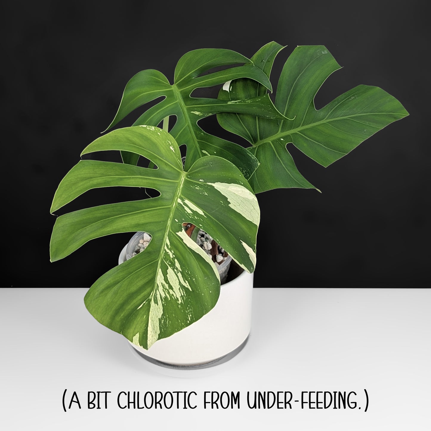 Monstera Jungle Mint (Non-TC)