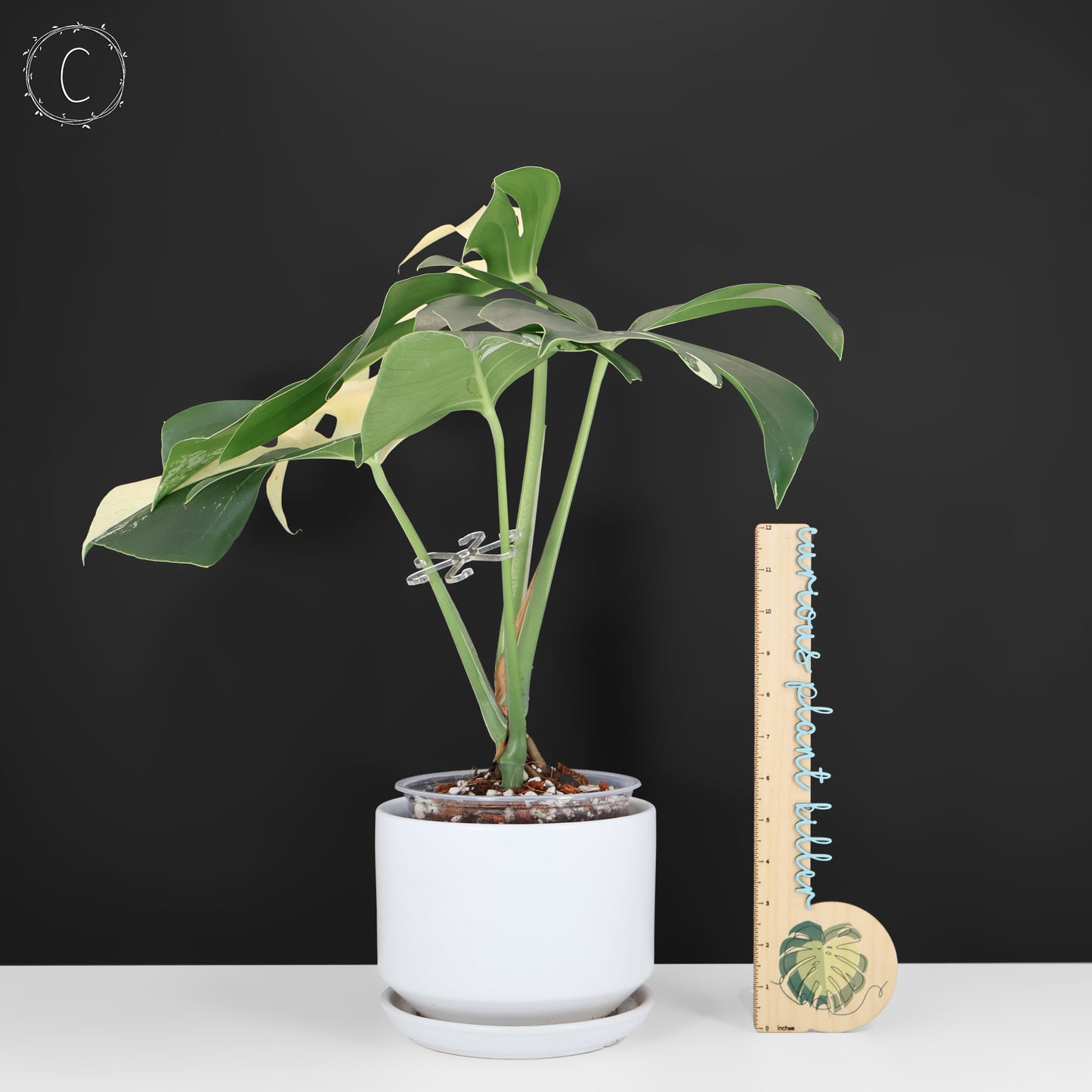 Monstera Jungle Mint (sin TC)
