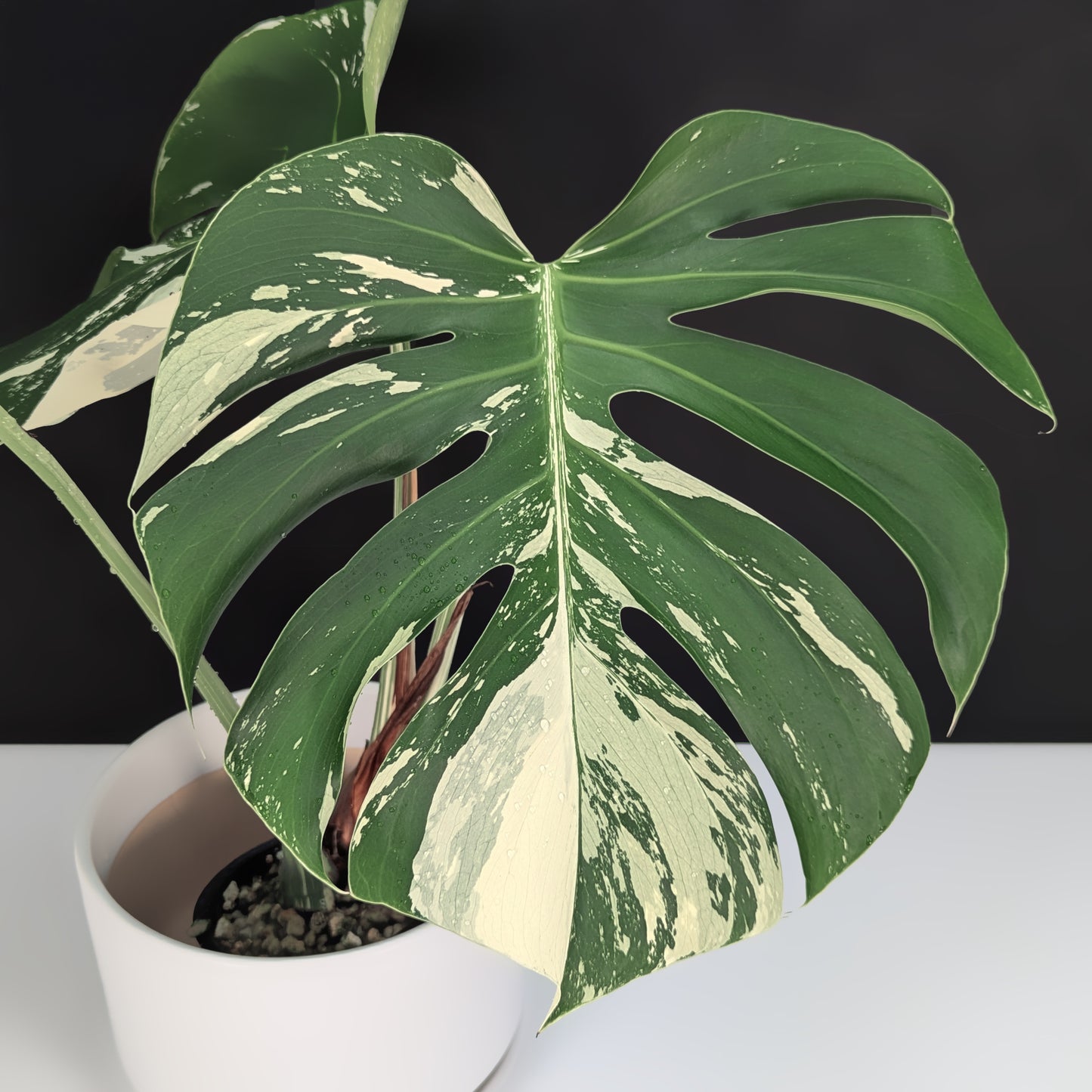 Monstera Mint "Jungle Mint" (Non-TC) - Live Auction