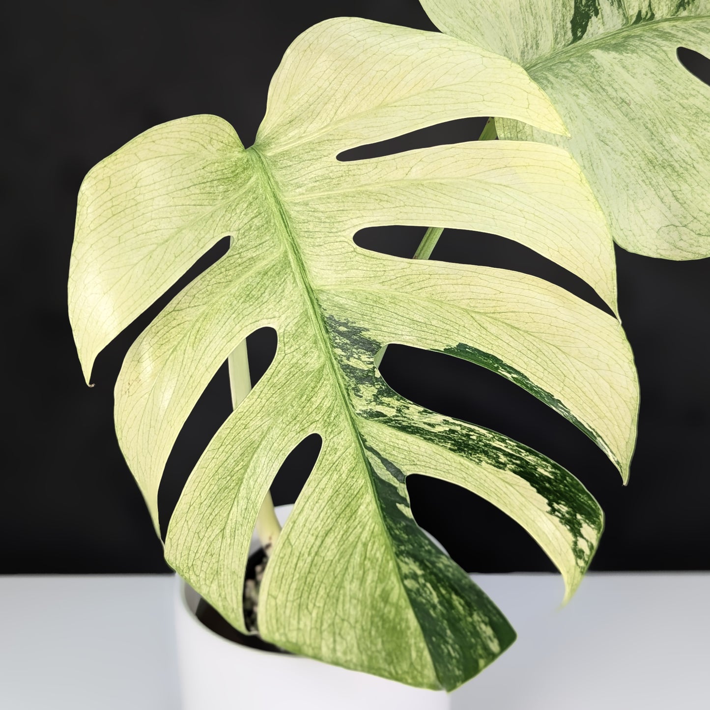 Monstera Mint NoID (Non-TC)