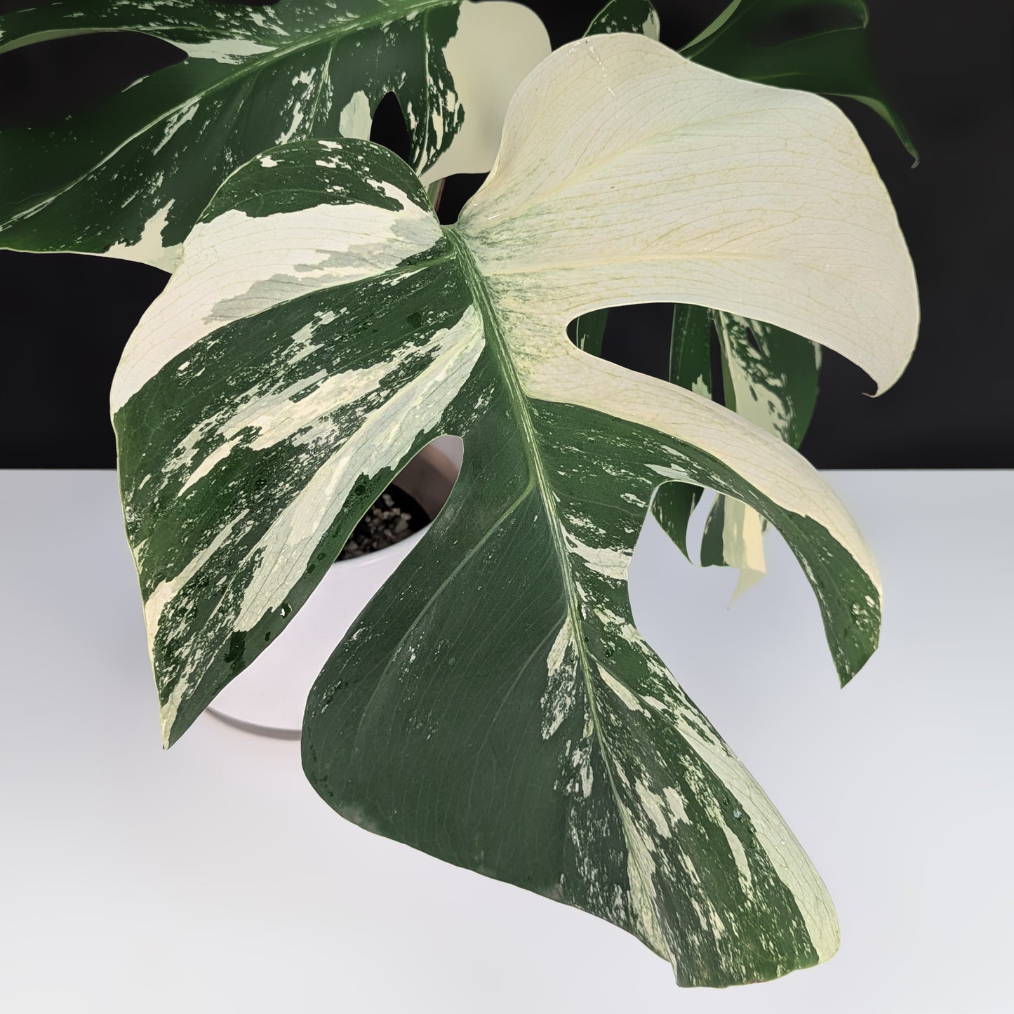 Monstera Mint "Jungle Mint" (Non-TC) - Live Auction