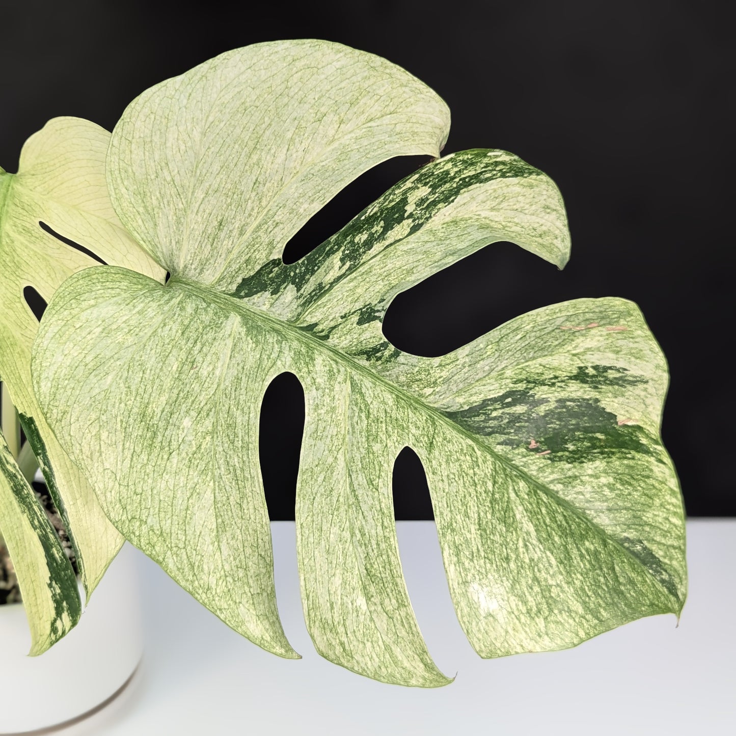 Monstera Mint NoID (Non-TC)