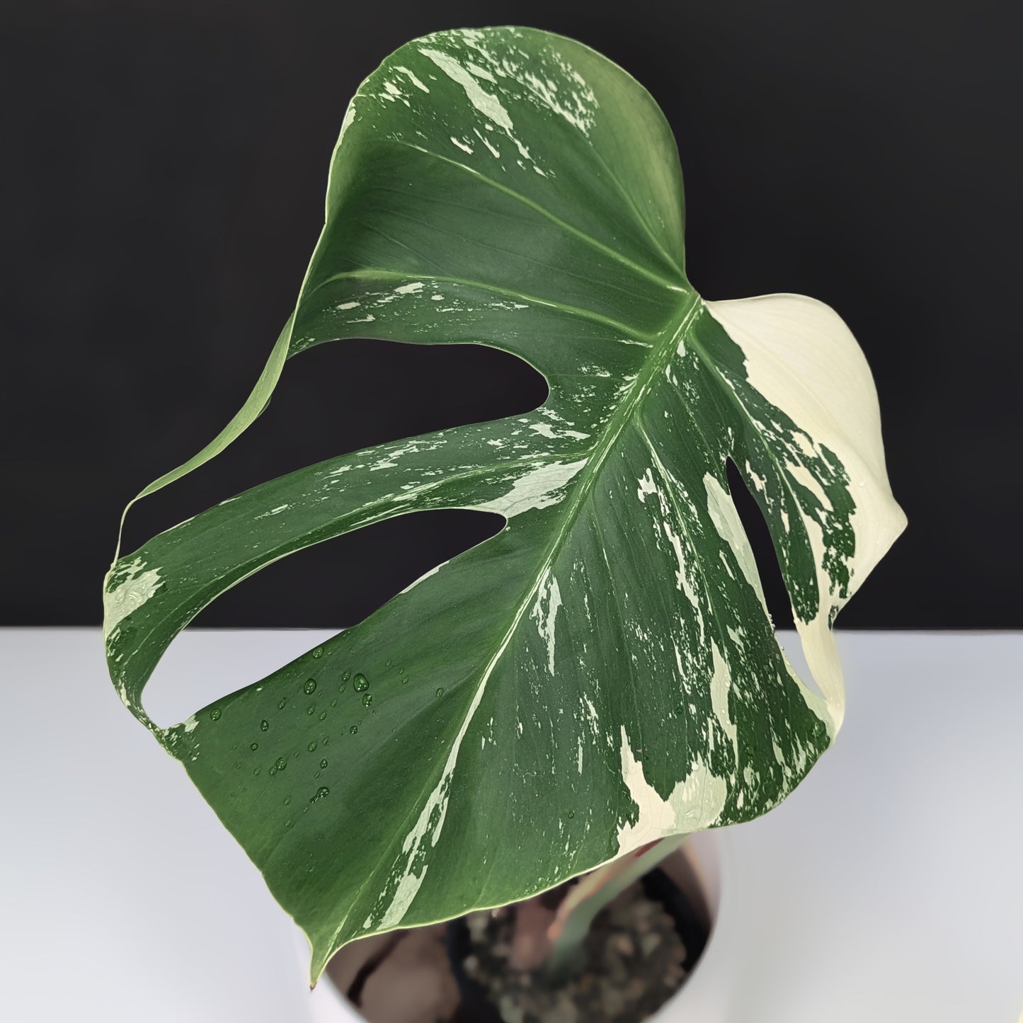 Monstera Mint "Jungle Mint" (Non-TC) - Live Auction