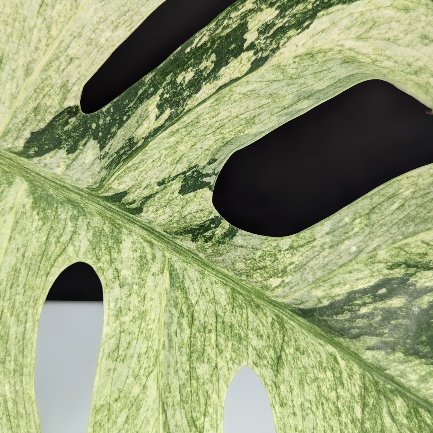 Monstera Mint NoID (Non-TC)
