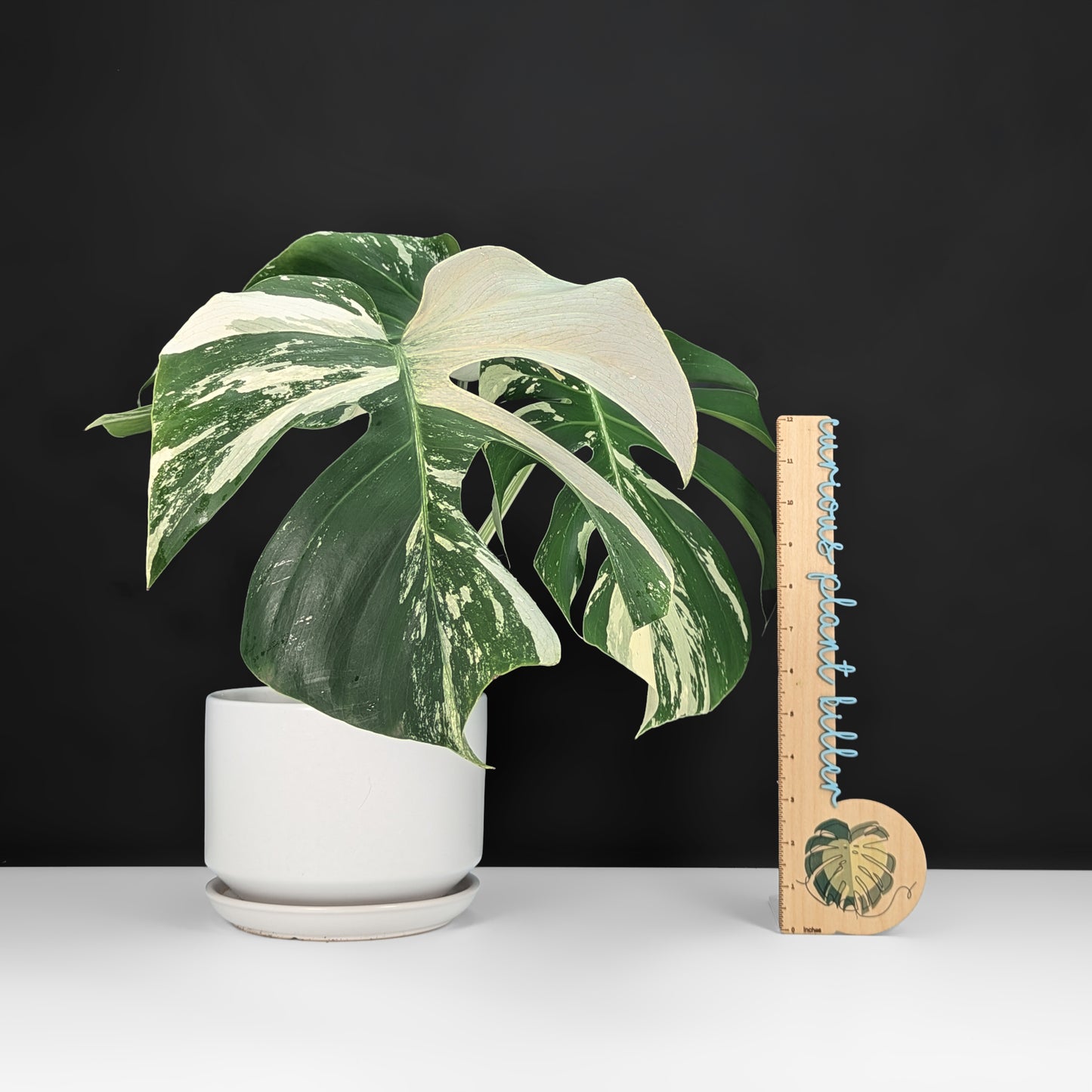 Monstera Mint "Jungle Mint" (Non-TC) - Live Auction