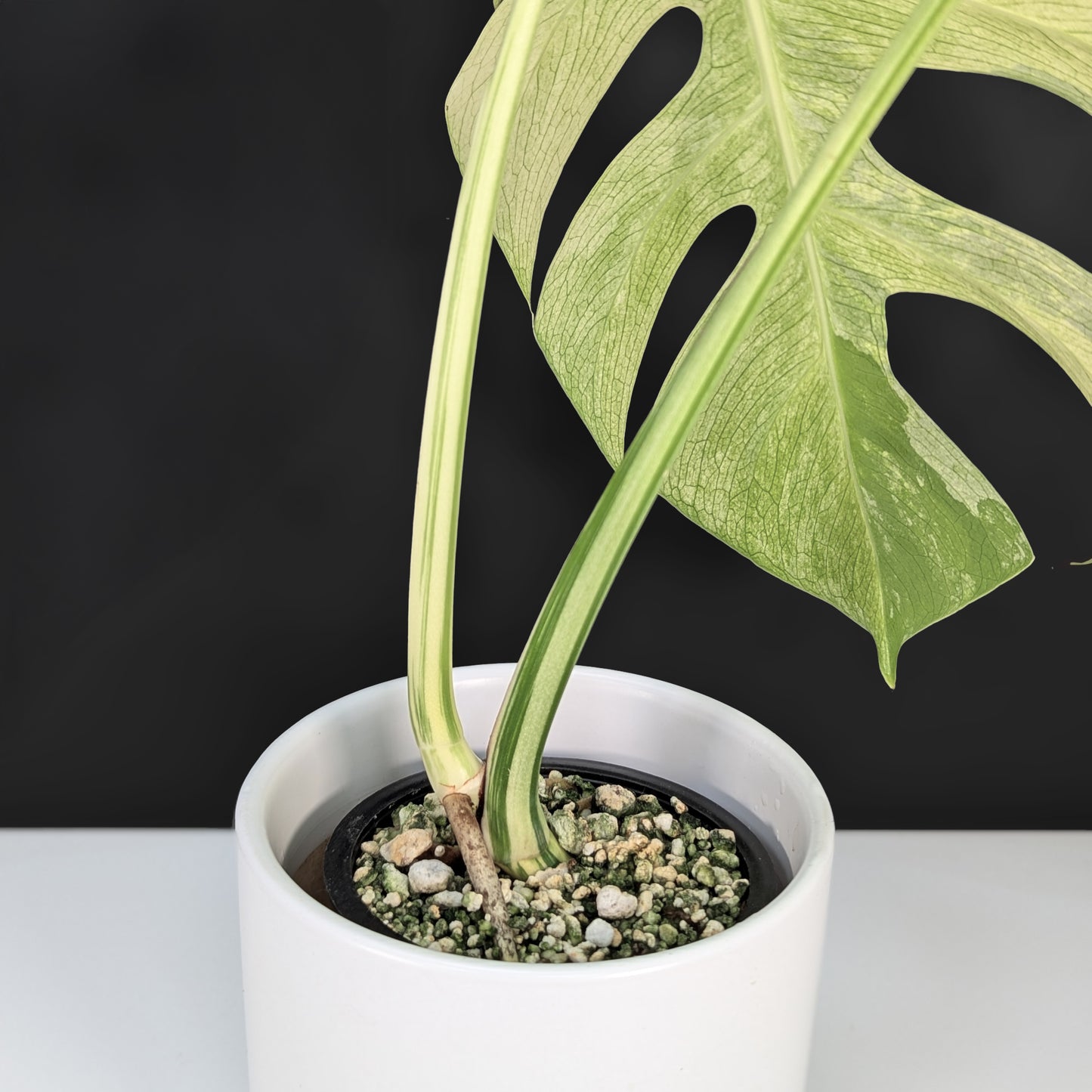 Monstera Mint NoID (Non-TC)
