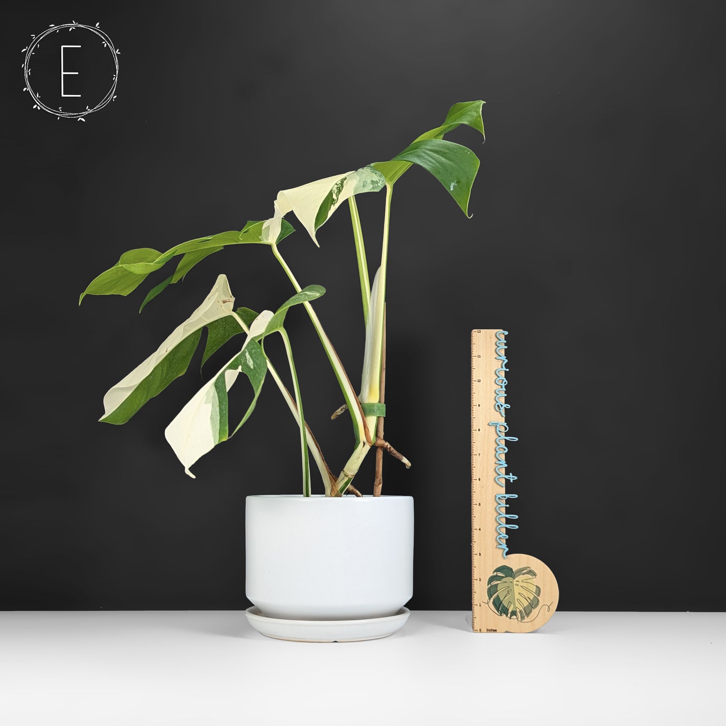 Monstera Albo Borsigiana
