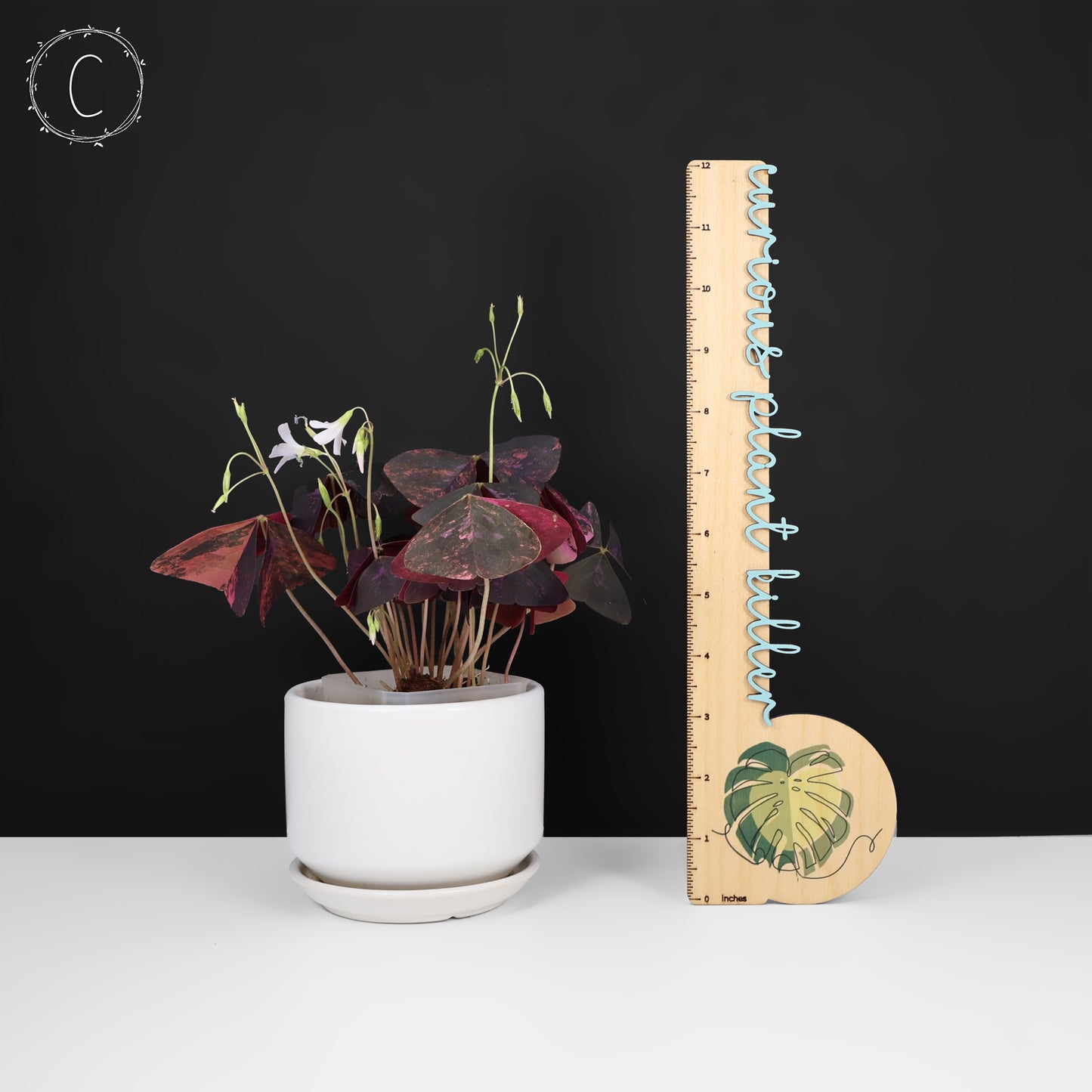 Oxalis Triangularis Variegated