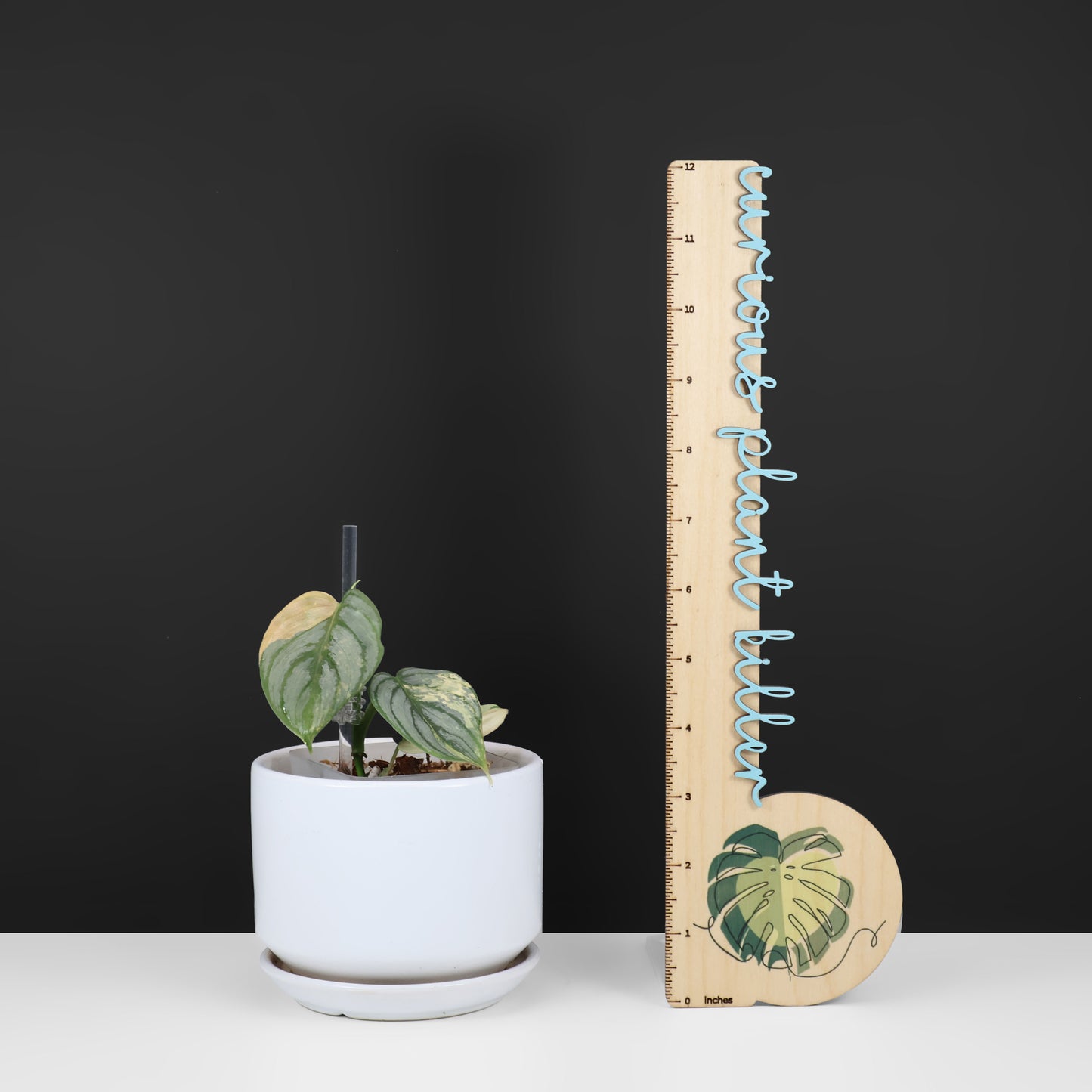 Filodendro Brandtianum abigarrado