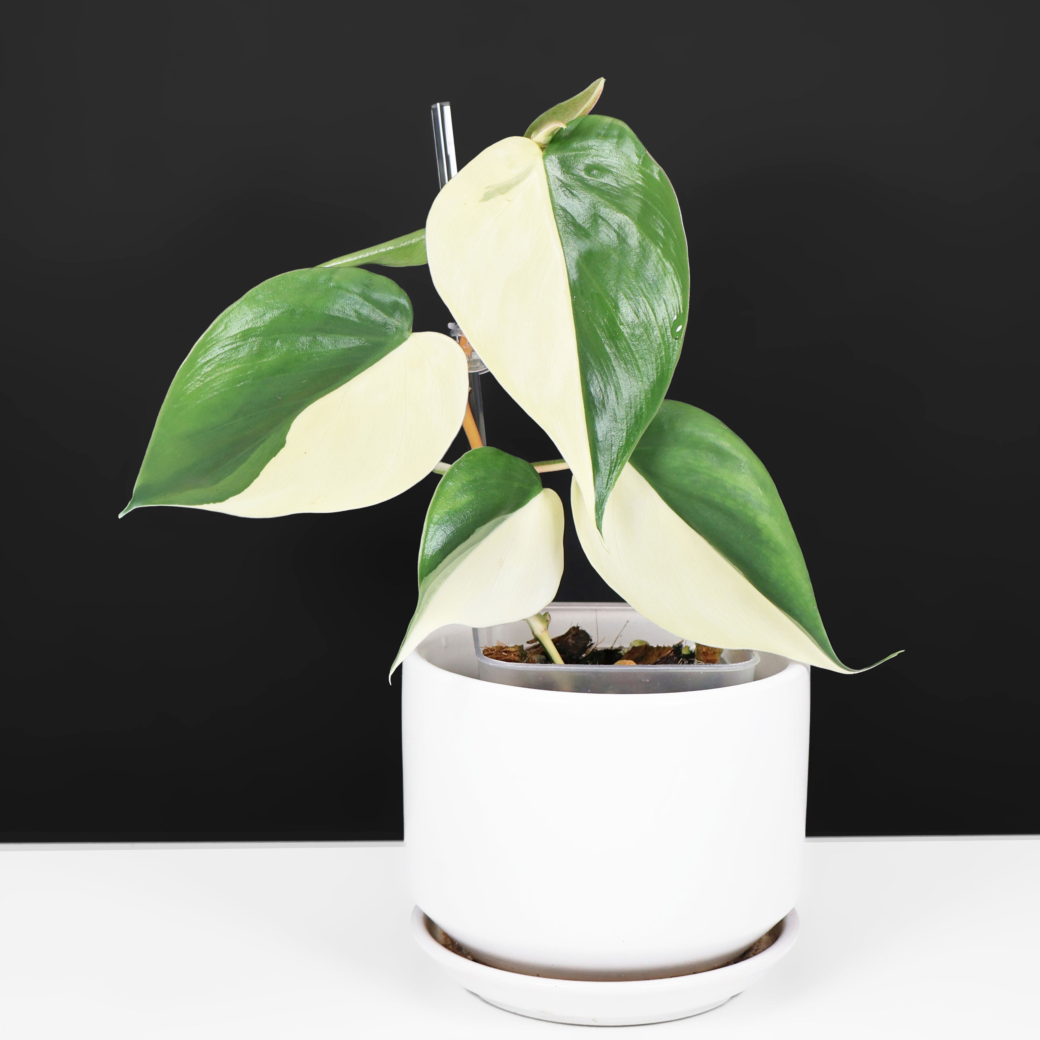 philodendron hederaceum ' Philodendron Hederaceum Albo – Curious Plant Killer