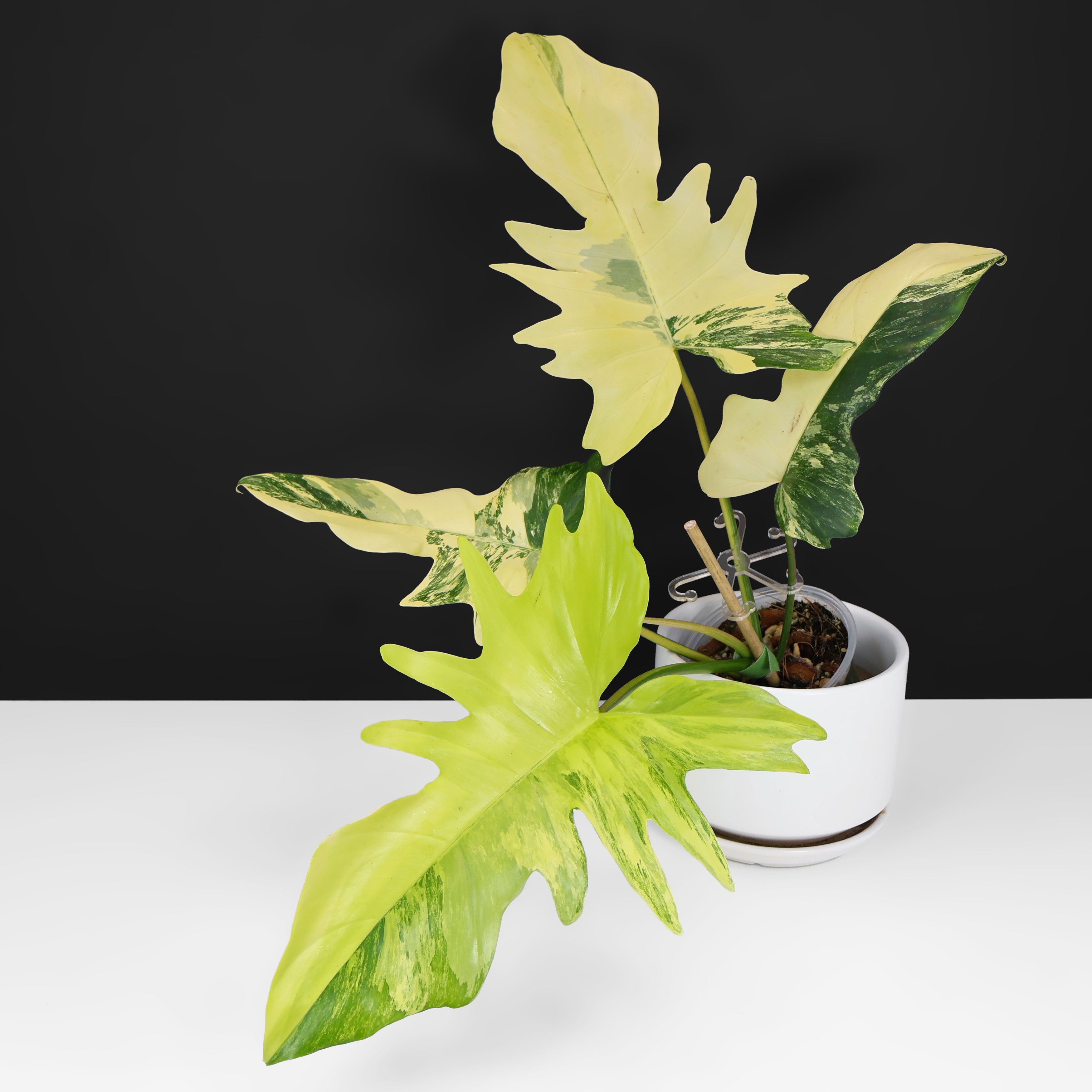 mia philodendron Philodendron Florida Beauty x Mayoi "Kitina" – Curious Plant Killer
