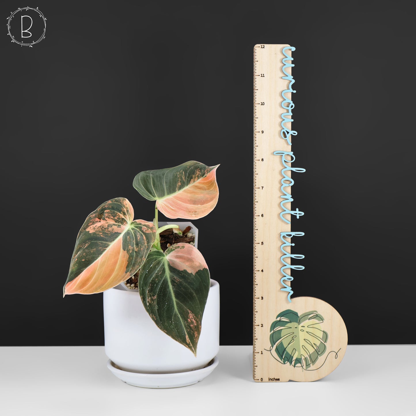 Filodendro Melanochrysum Naranja Abigarrado