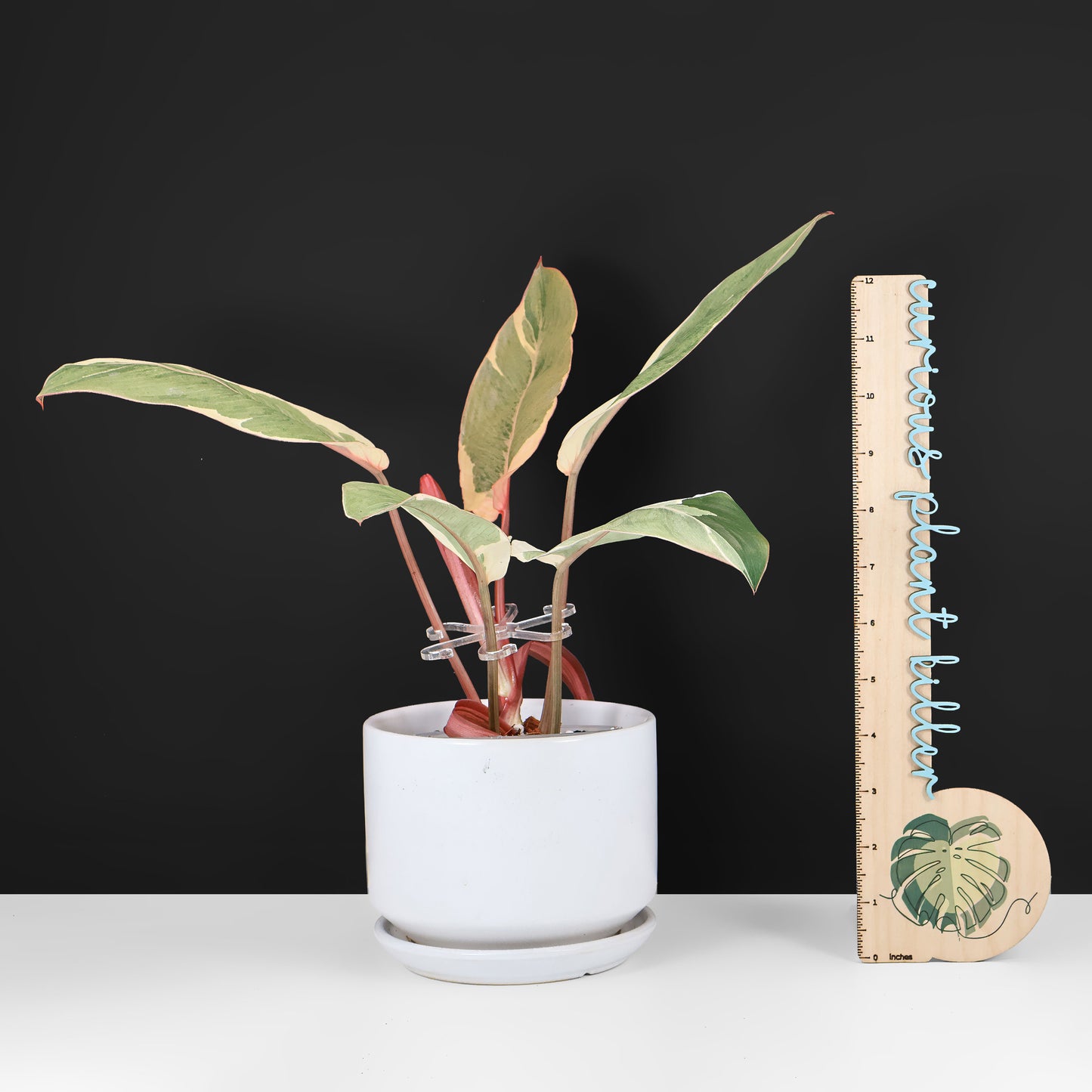 Filodendro Shady Lady