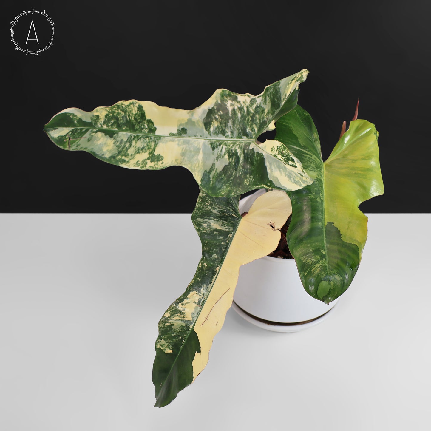 Philodendron Brown Beauty