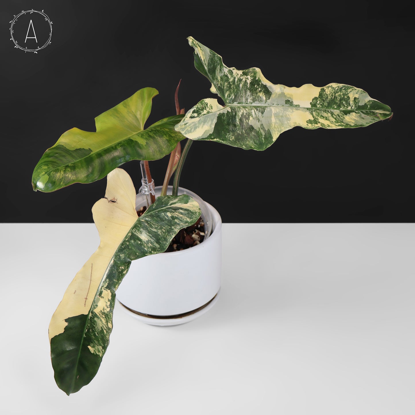 Philodendron Brown Beauty