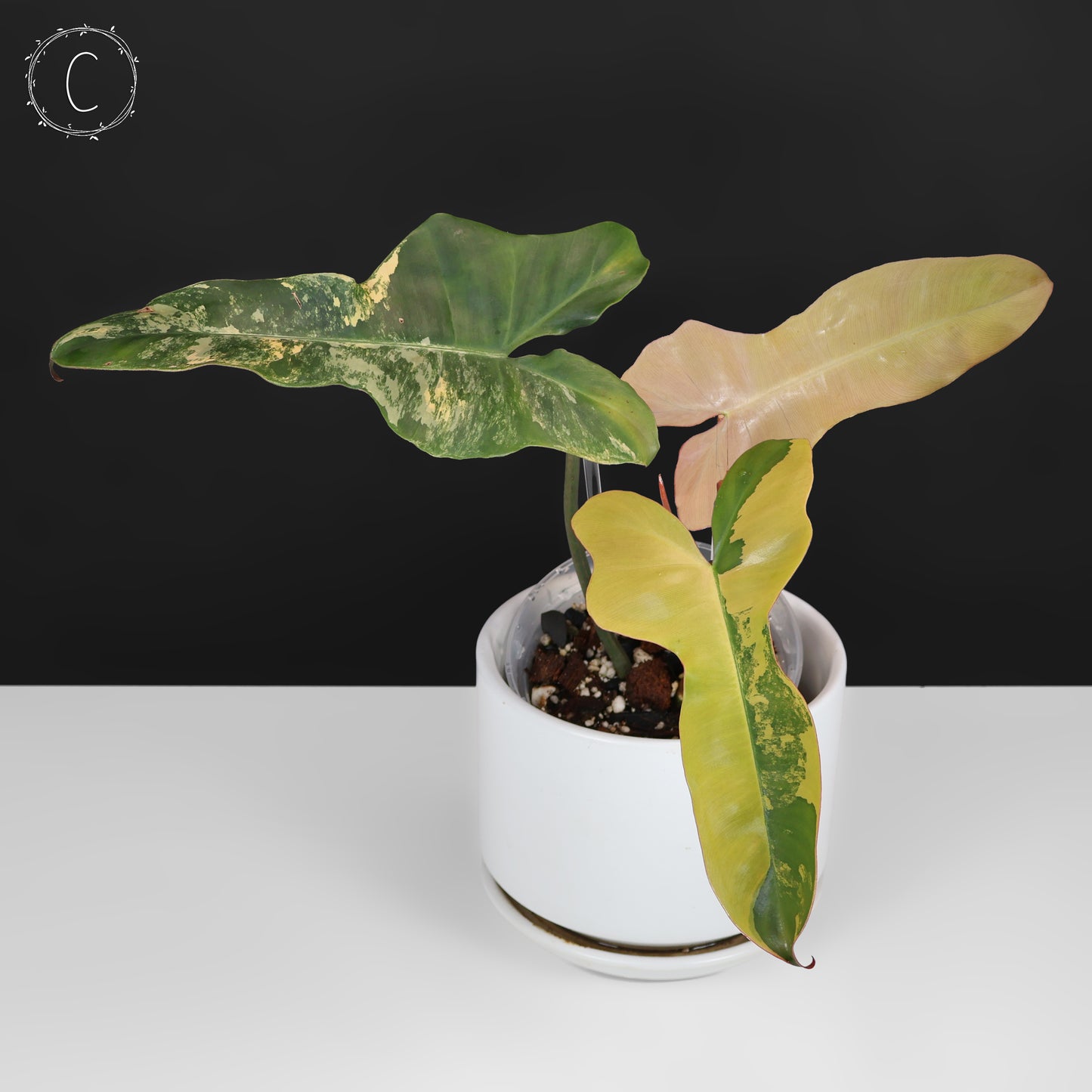 Philodendron Brown Beauty
