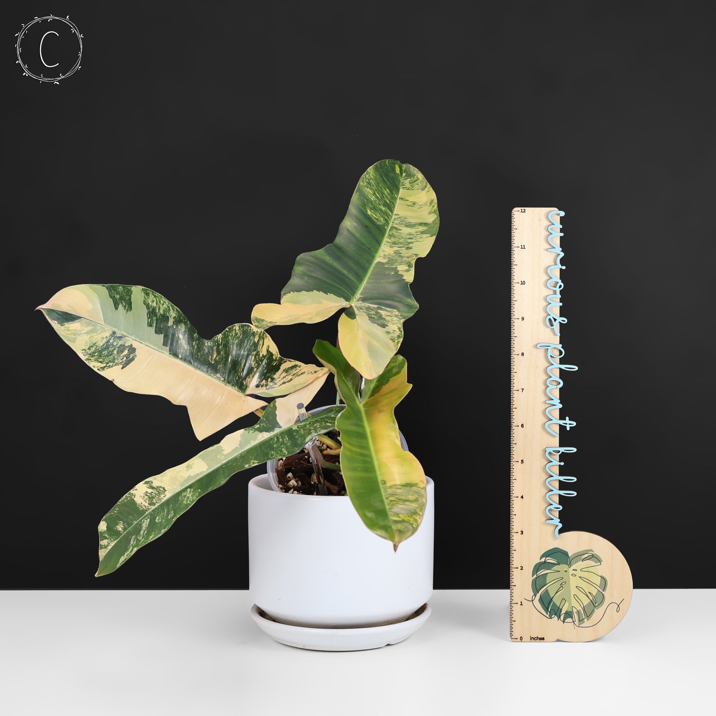 Philodendron Brown Beauty