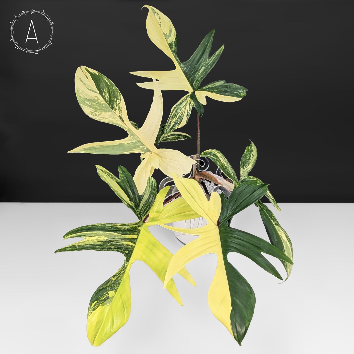 Philodendron Florida Beauty