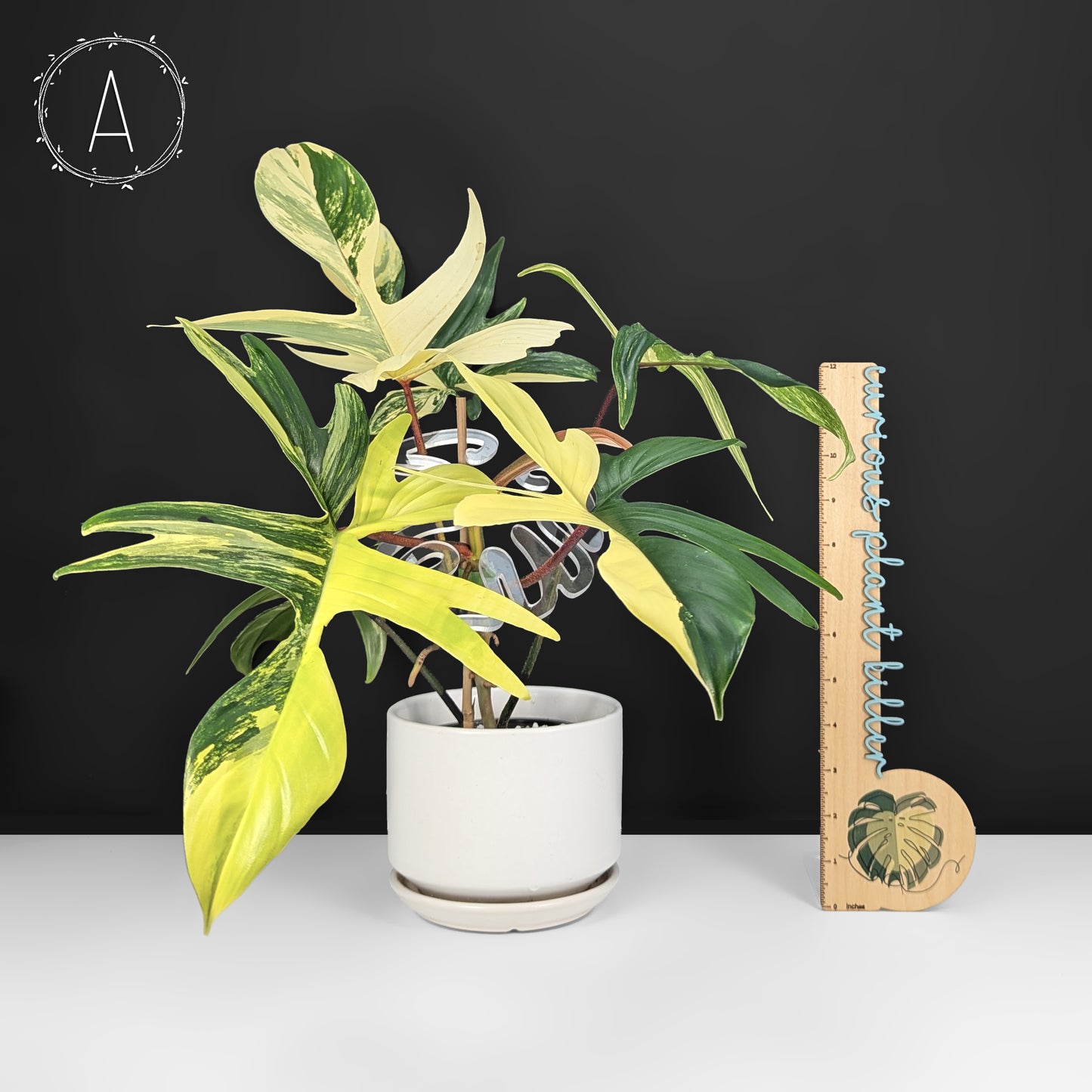 Philodendron Florida Beauty