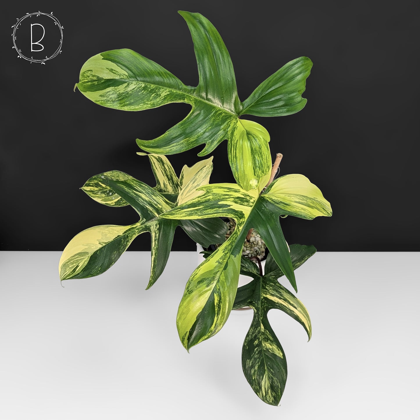 Philodendron Florida Beauty