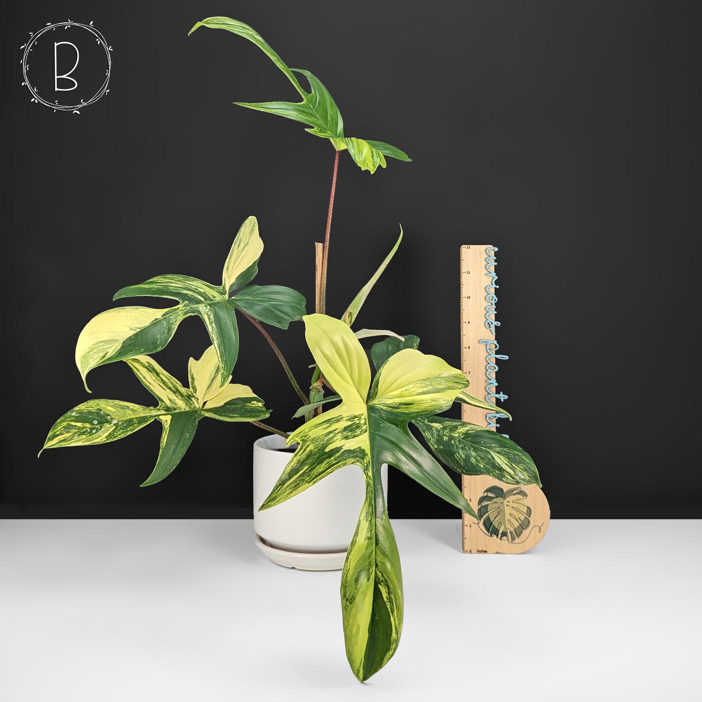 Philodendron Florida Beauty