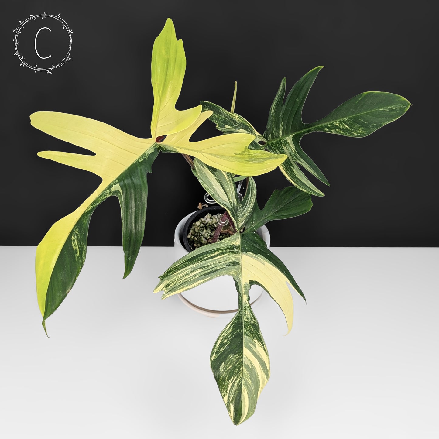 Philodendron Florida Beauty