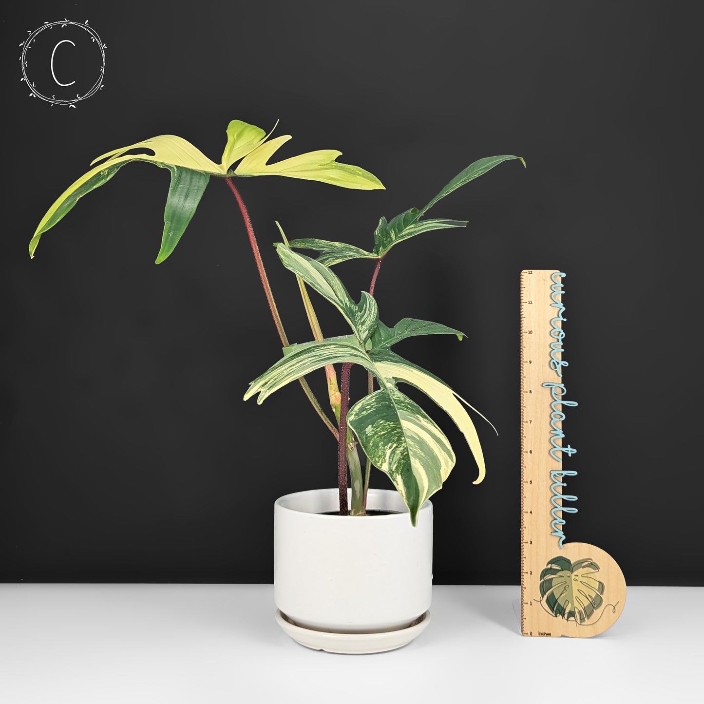 Philodendron Florida Beauty